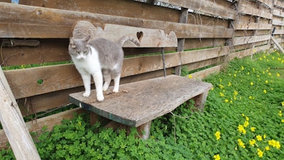 Cat-Proof Fencing UK: Keep Your Cat Safe in Your Garden