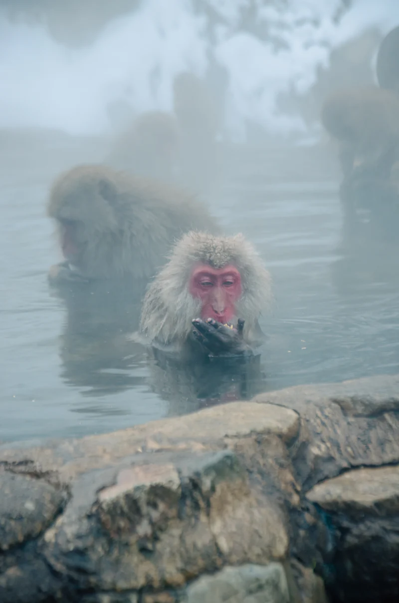 Visita a los snow monkeys de Nagano