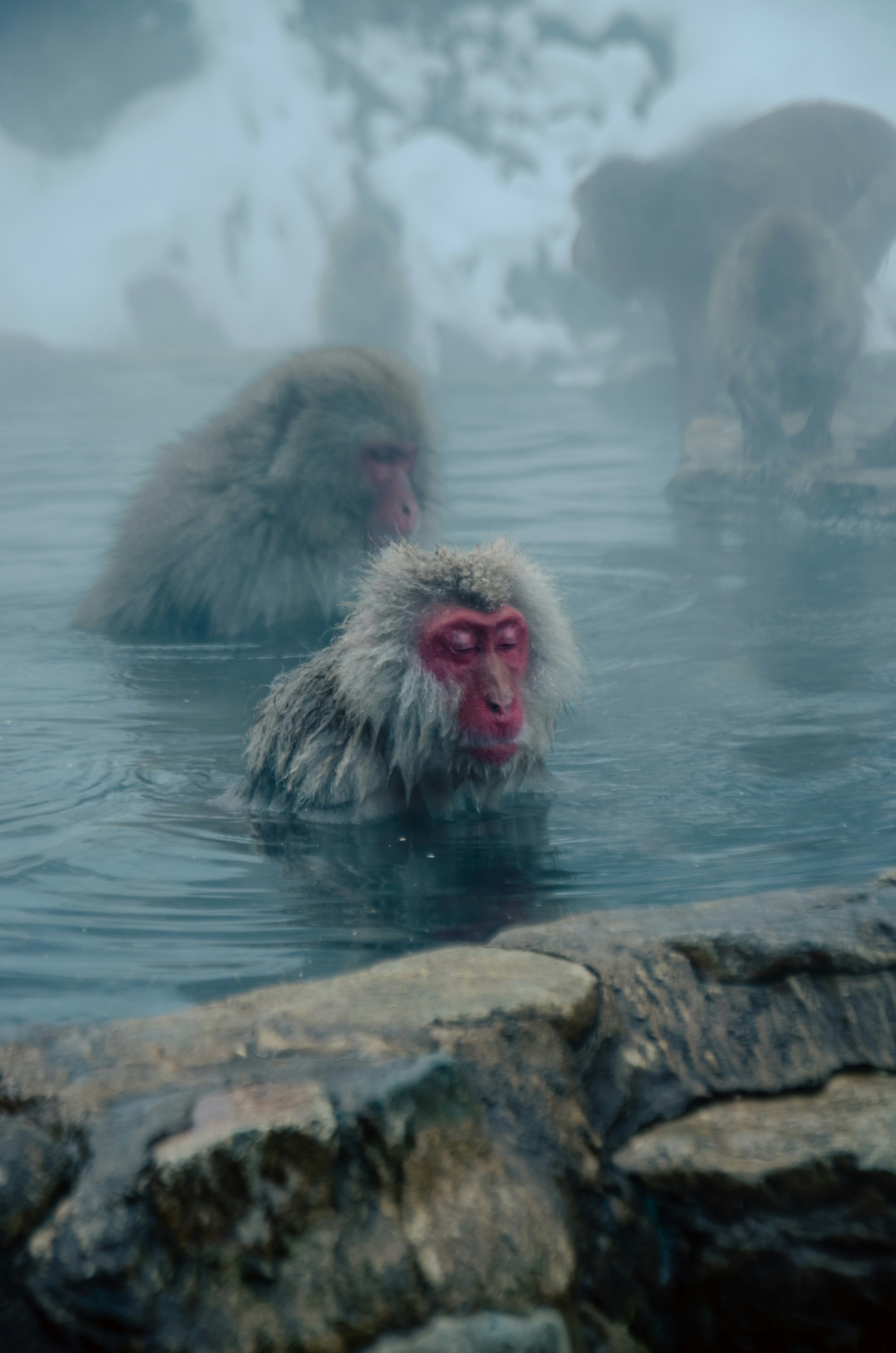 Monkeys bathing in a hot spring