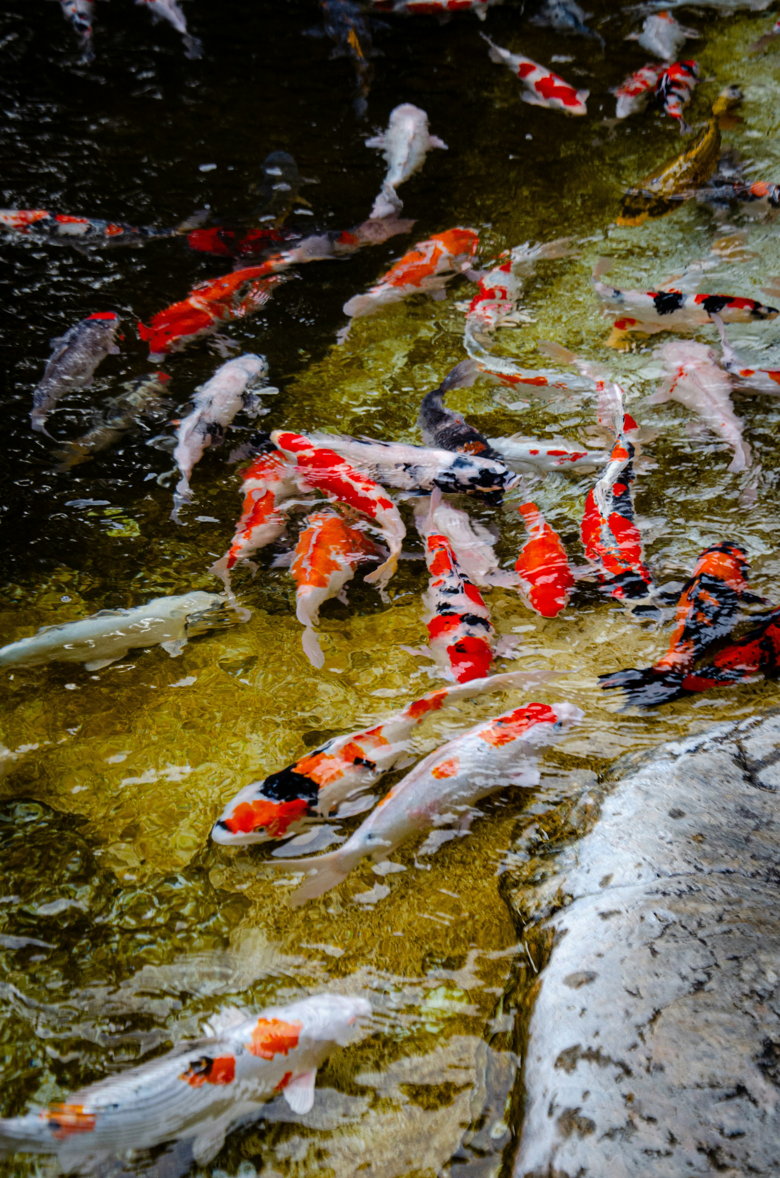 A school of colorful koi fish swimming in pond.