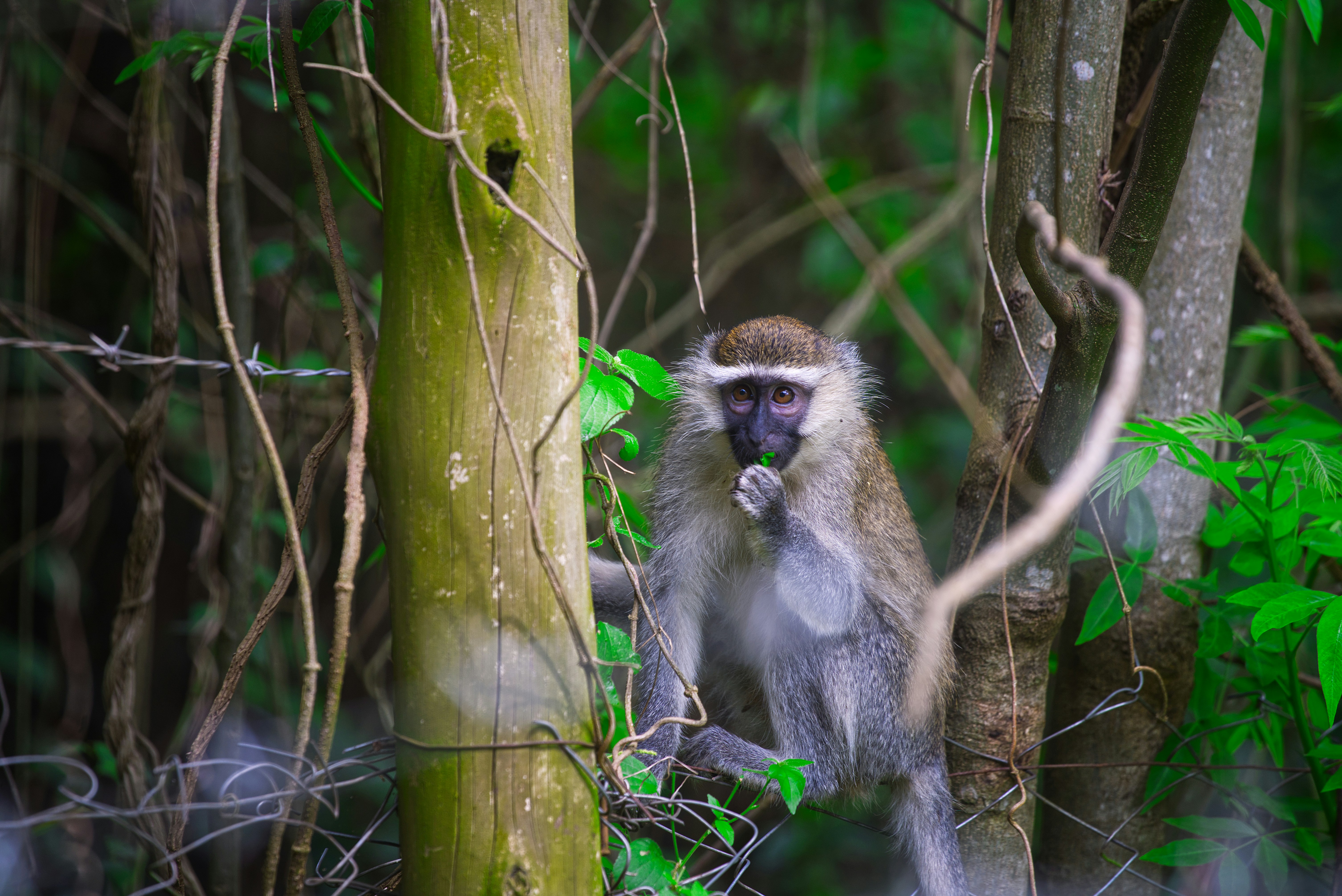 Un mono se sienta en un árbol comiendo.