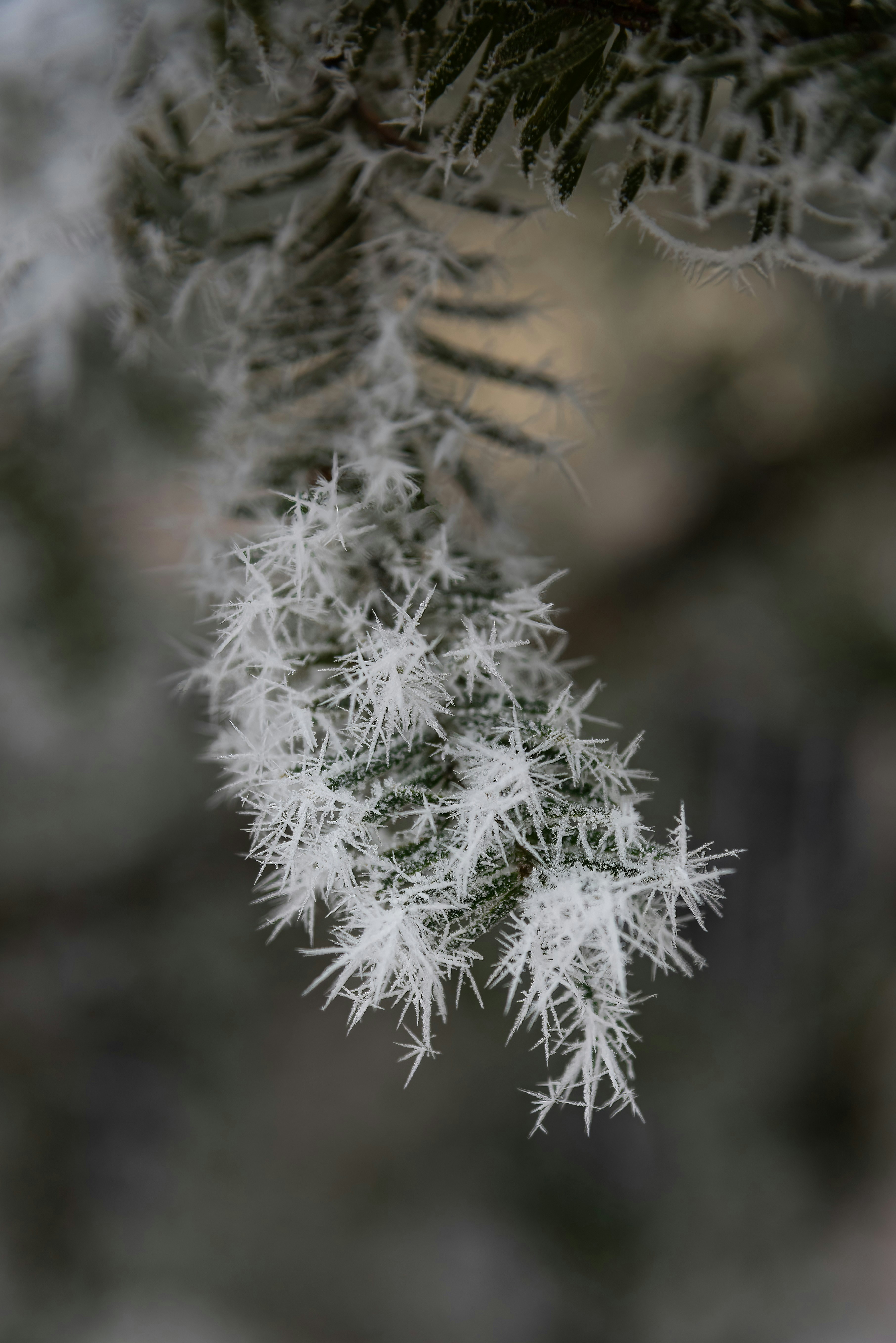 Photo by millionsofpixelsbydragos