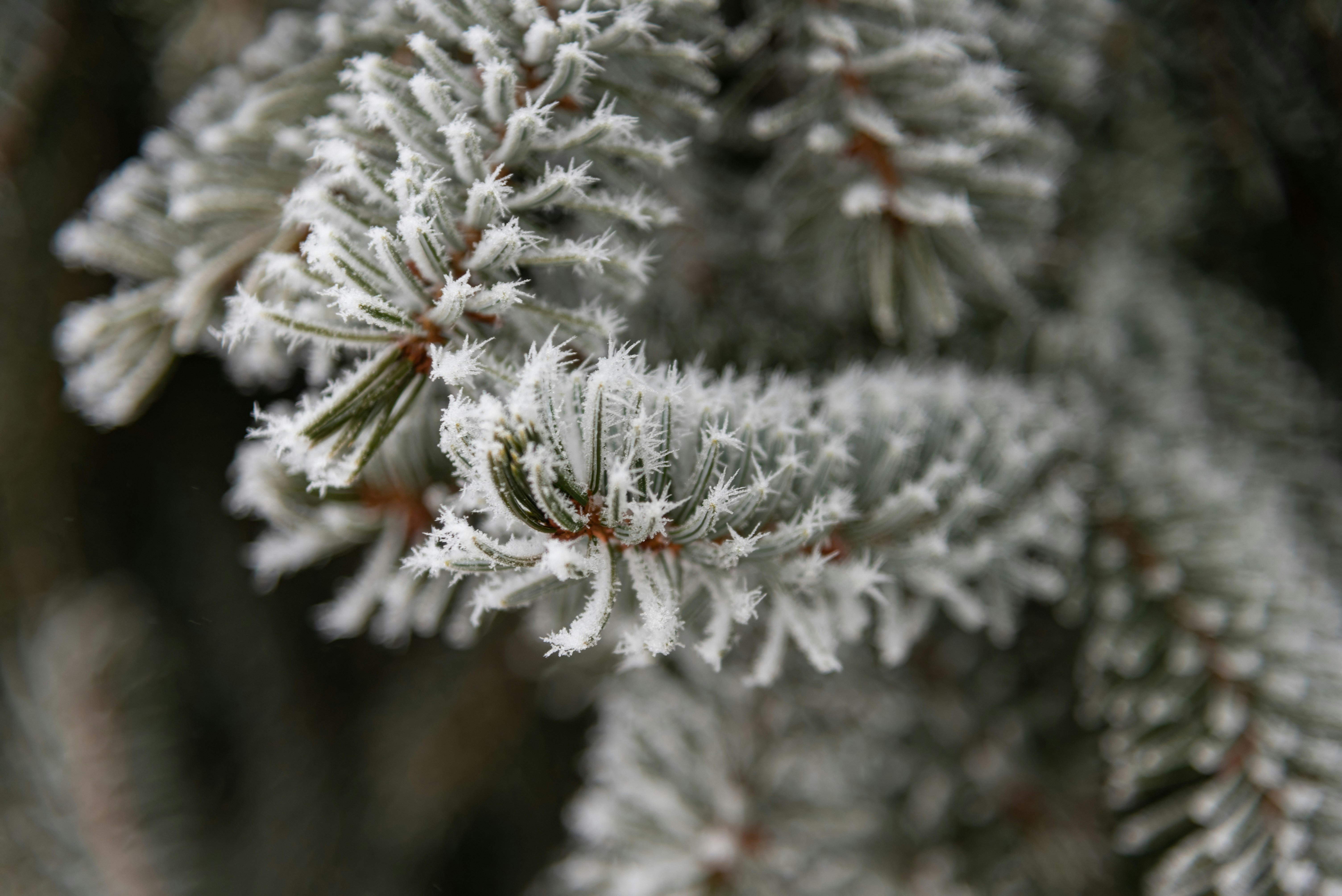 Photo by millionsofpixelsbydragos