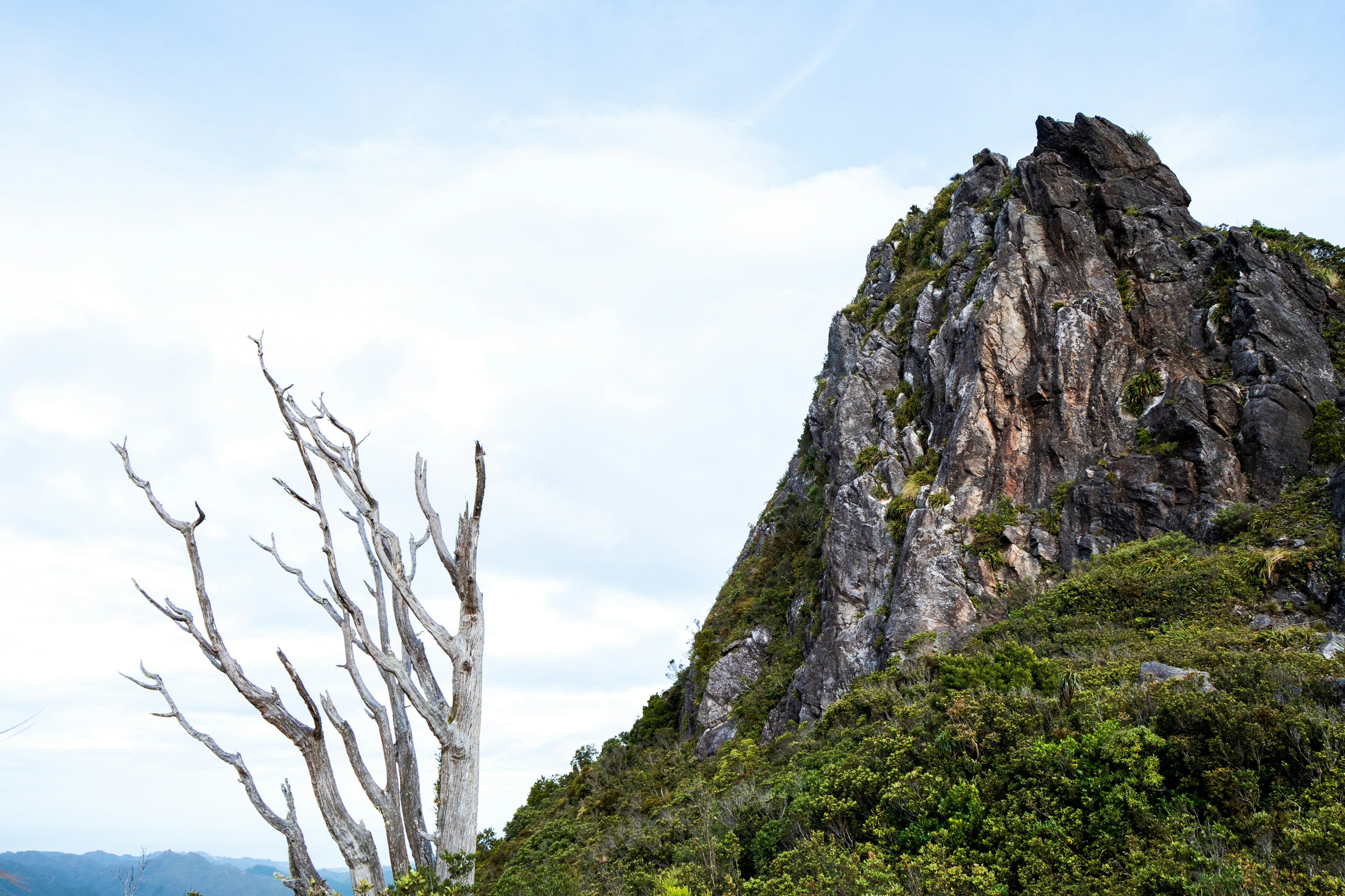 Gezackter Berggipfel mit totem Baum im Vordergrund