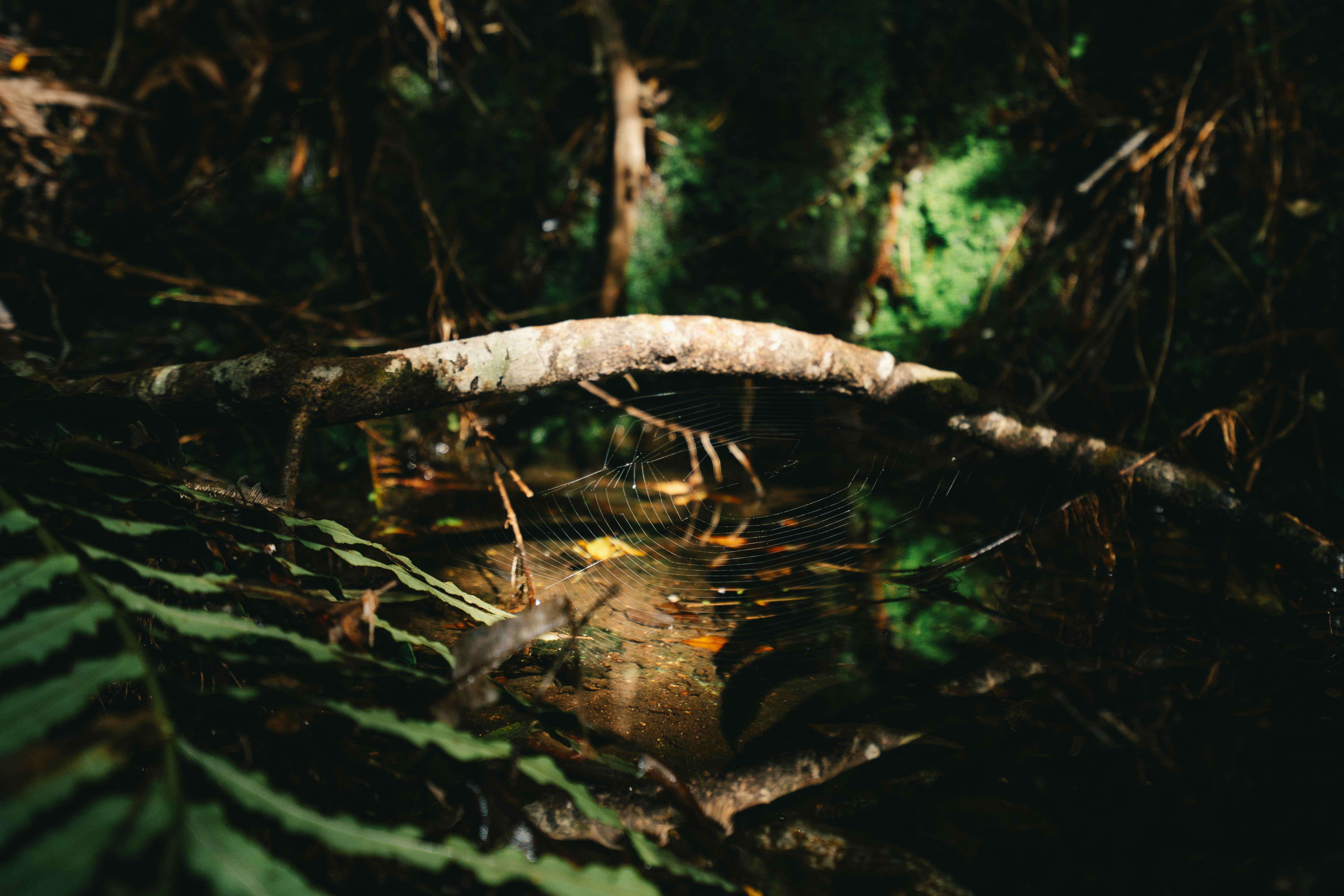 Photo by countingframez