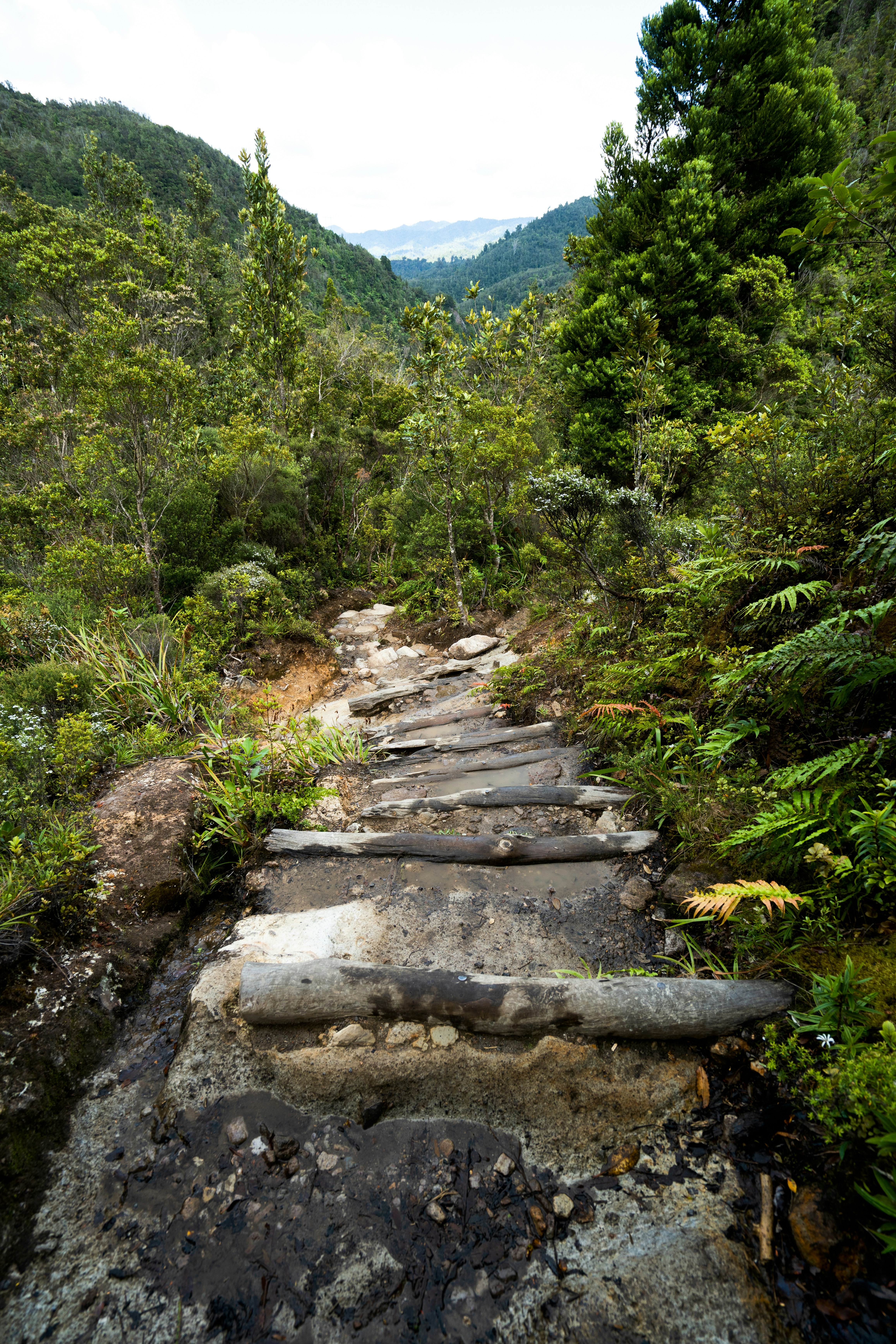 Wooden steps ascend a lush, green forest trail. photo – Free Forest ...