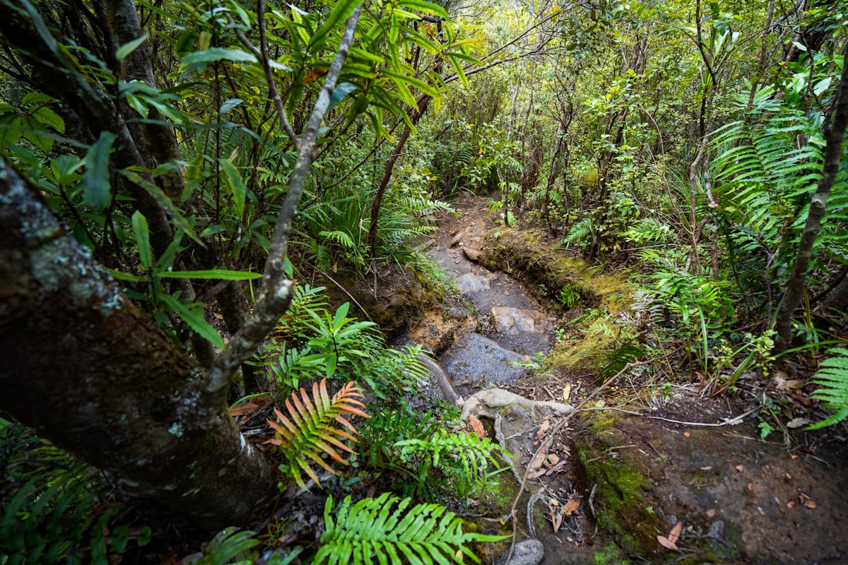 Waldpfad als Symbol für den Weg in ein rauchfreies Leben – Schritt für Schritt