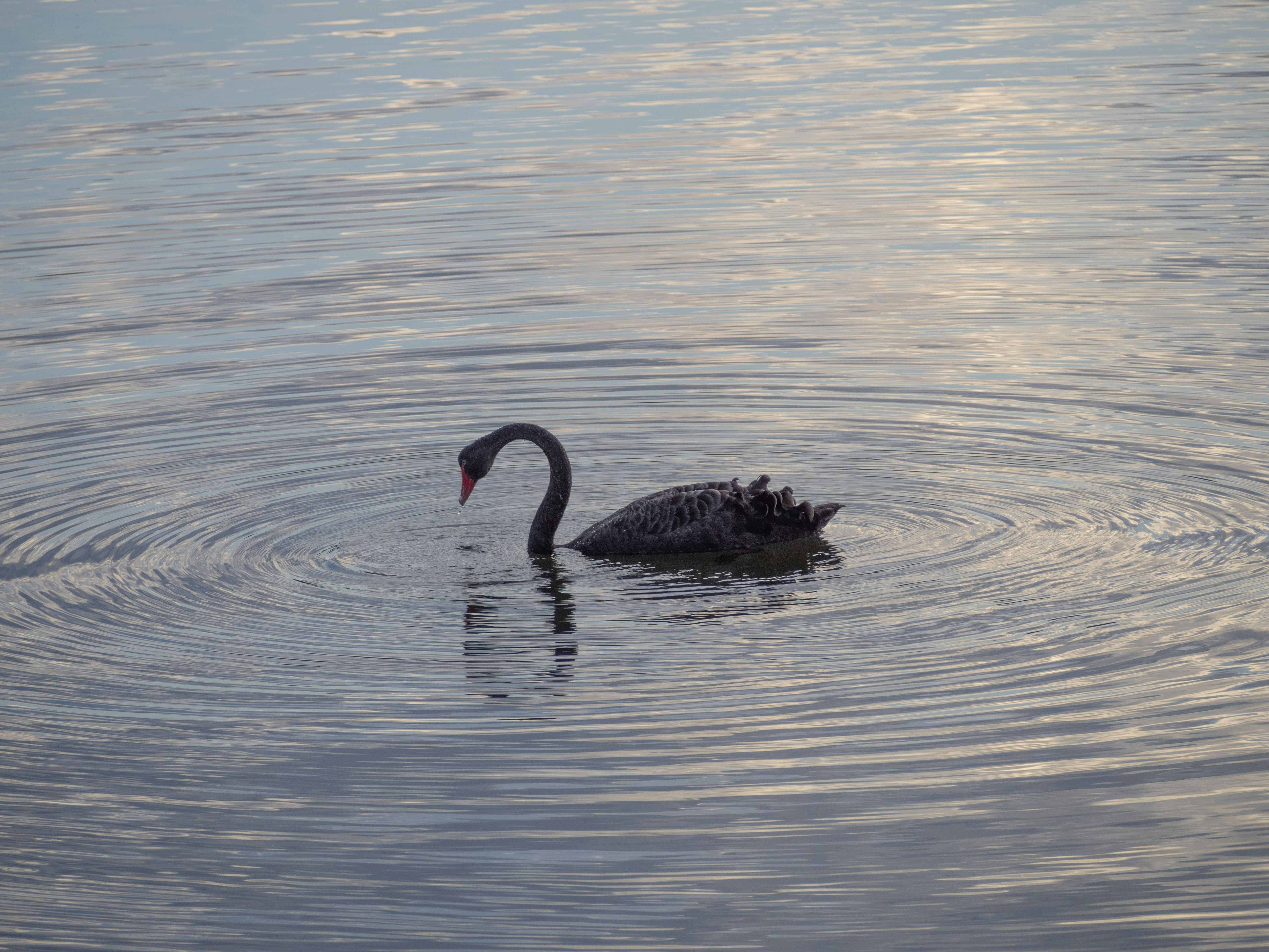 Photo by arnold_zhou