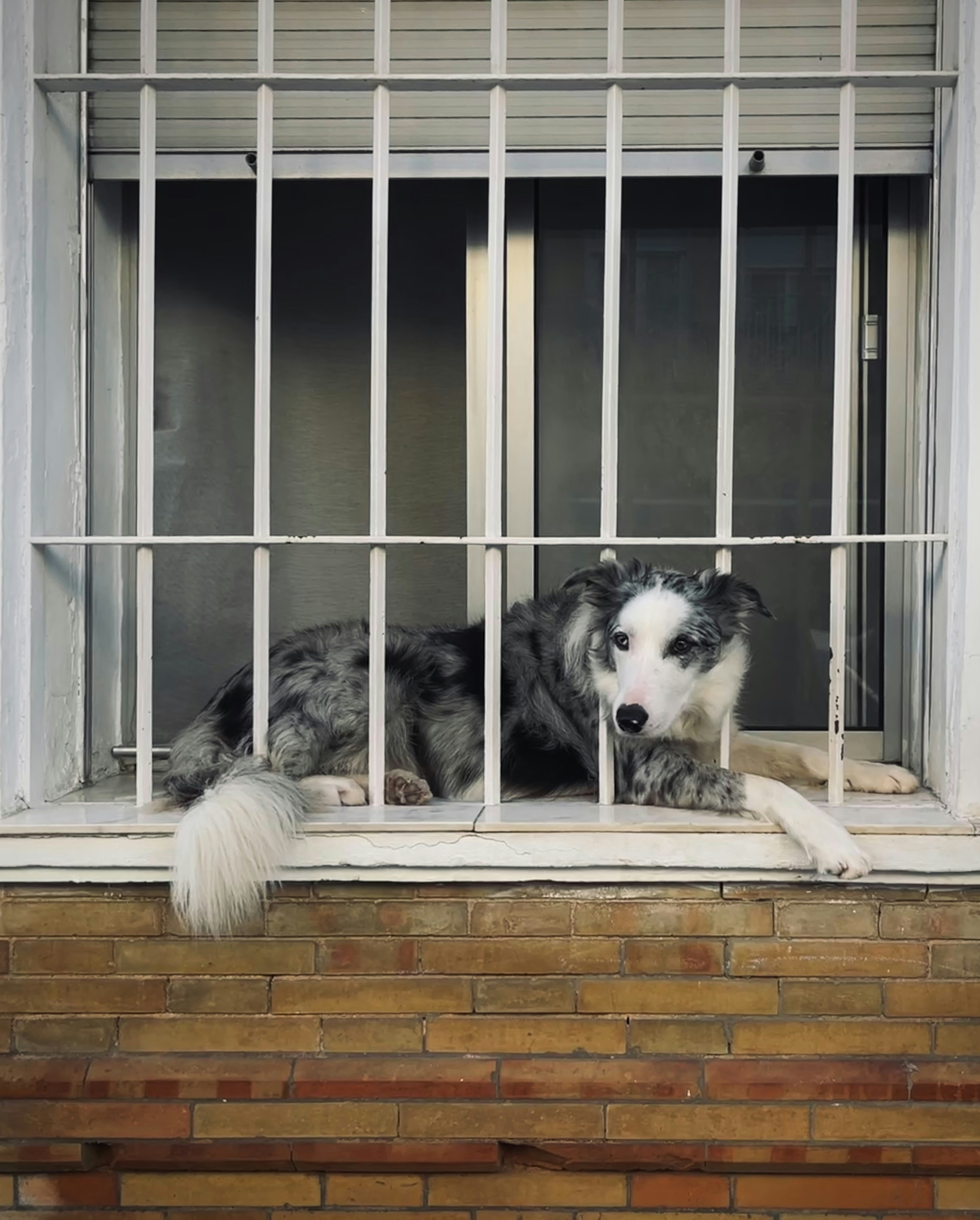 A dog looks out a window through bars