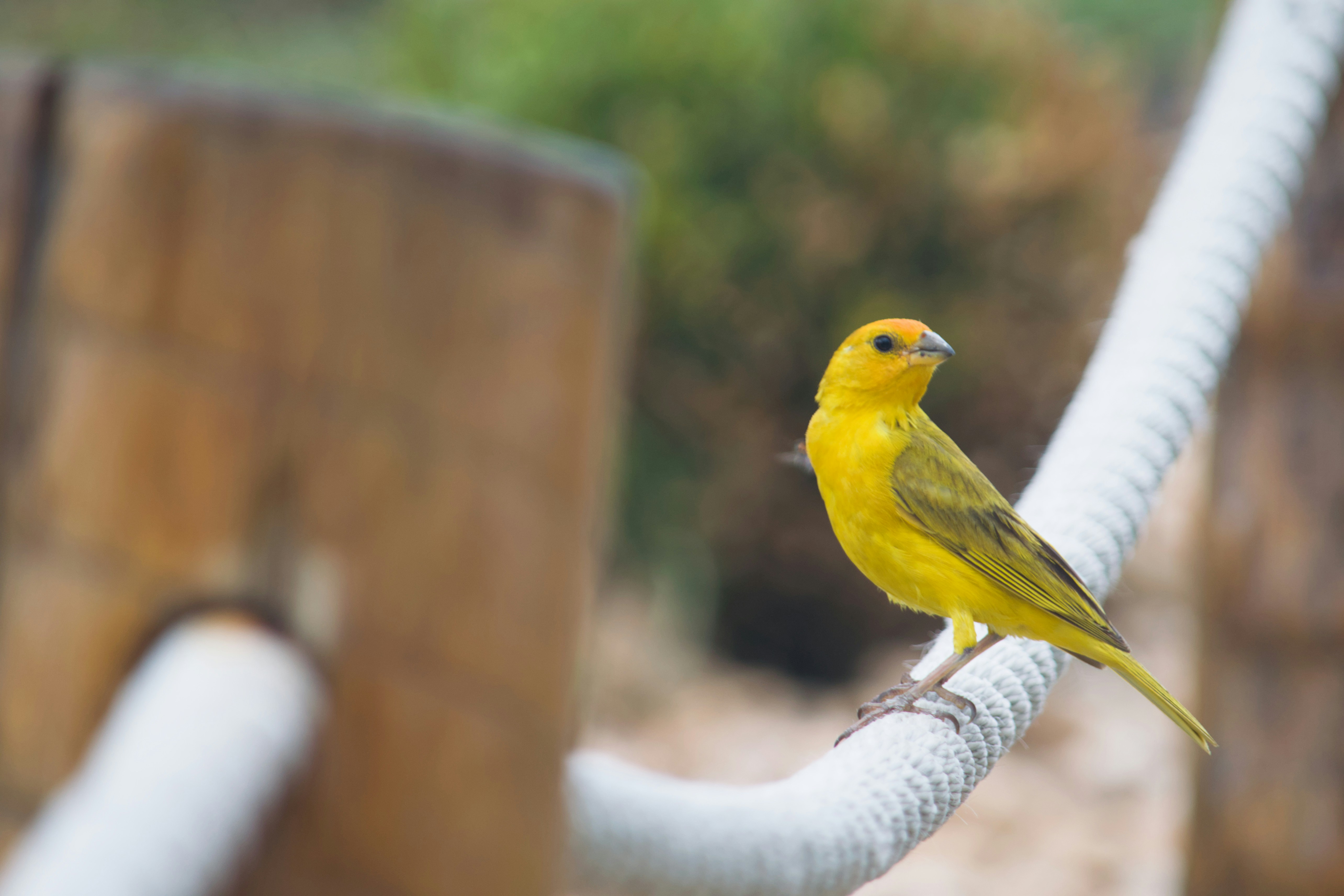 Un petit oiseau jaune perché sur une corde.