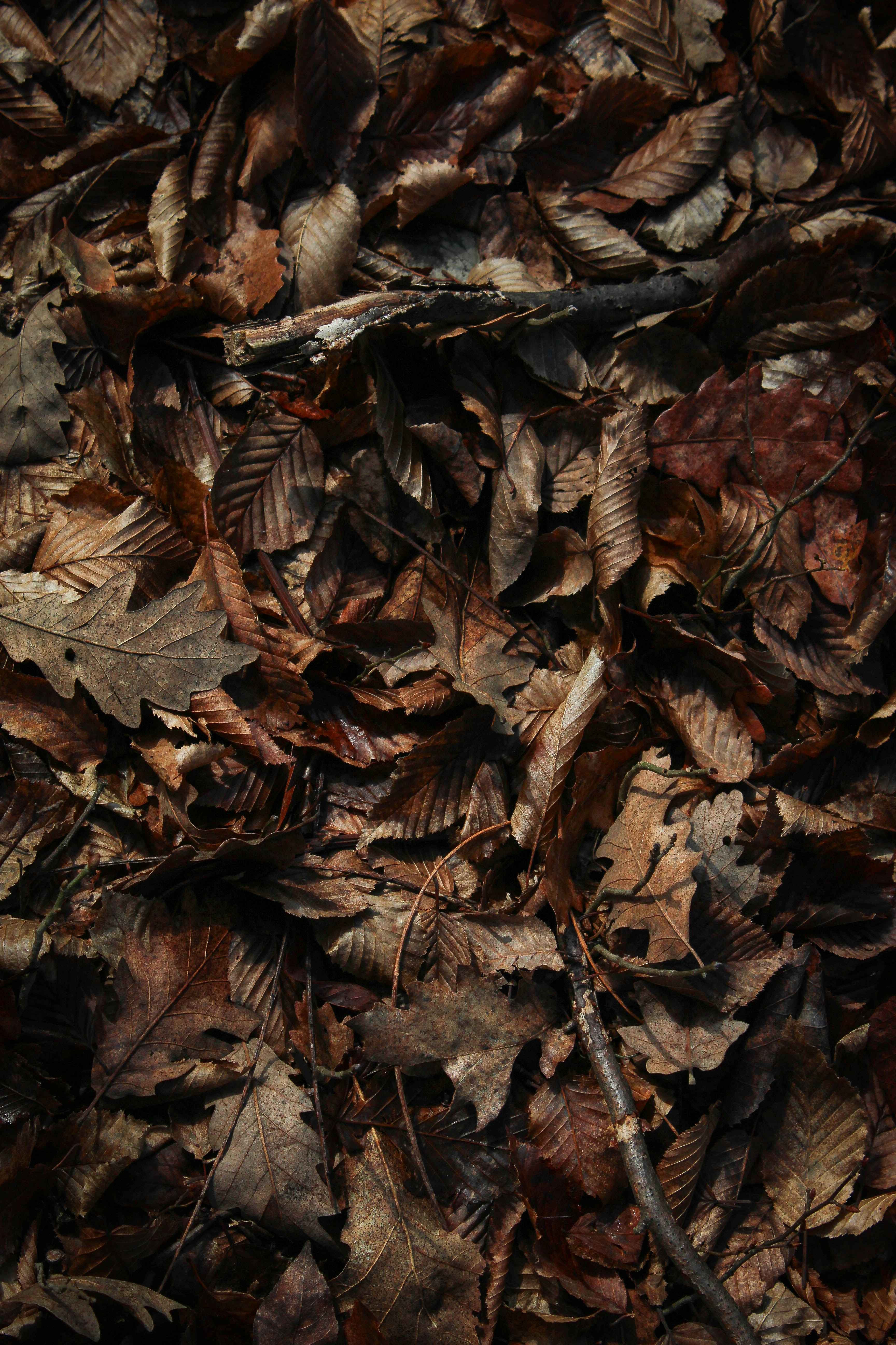 A pile of dry brown autumn leaves on the ground.