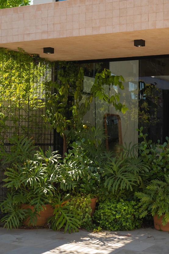 Lush green plants and vines growing outside building