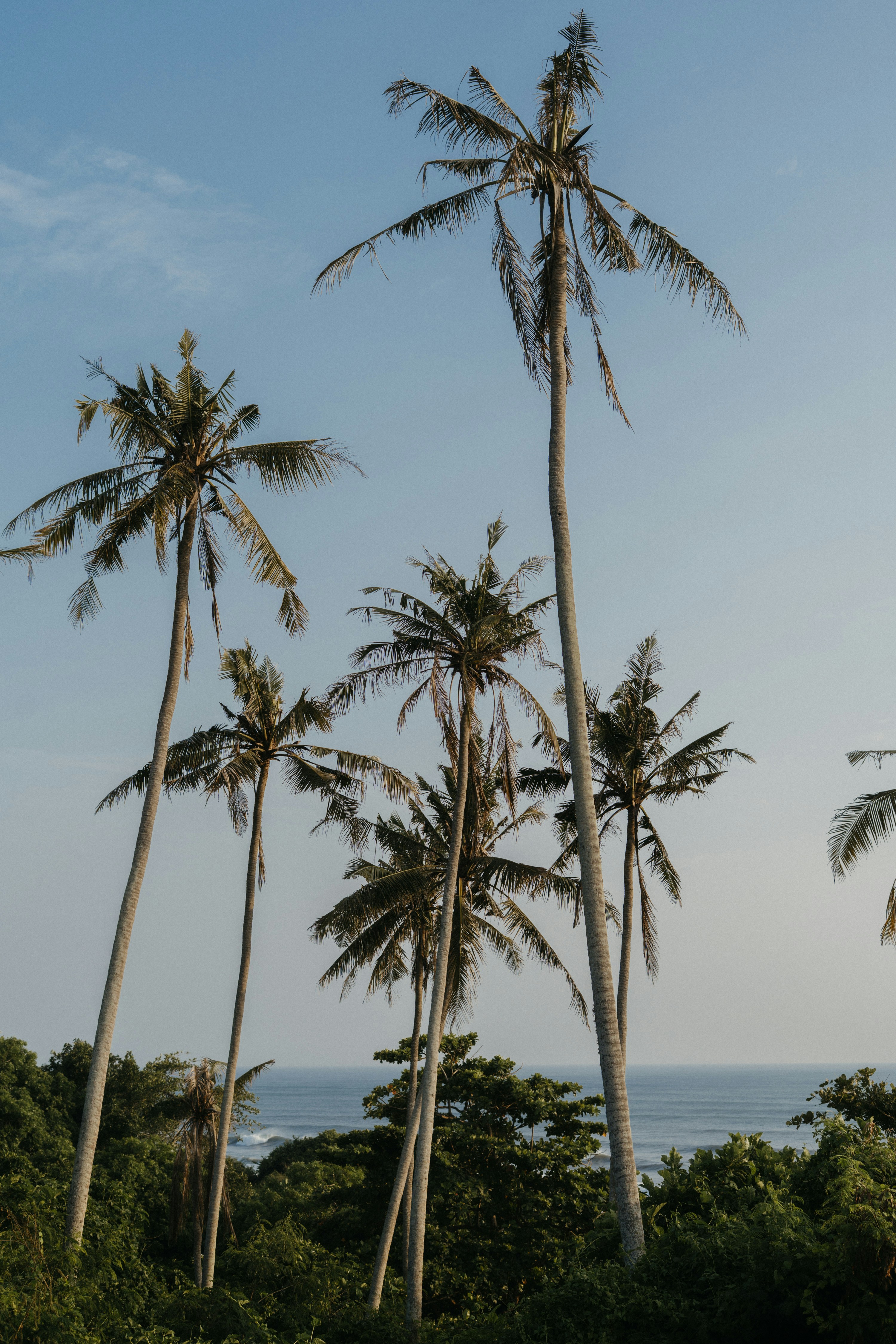Tall palm trees against a clear blue sky.