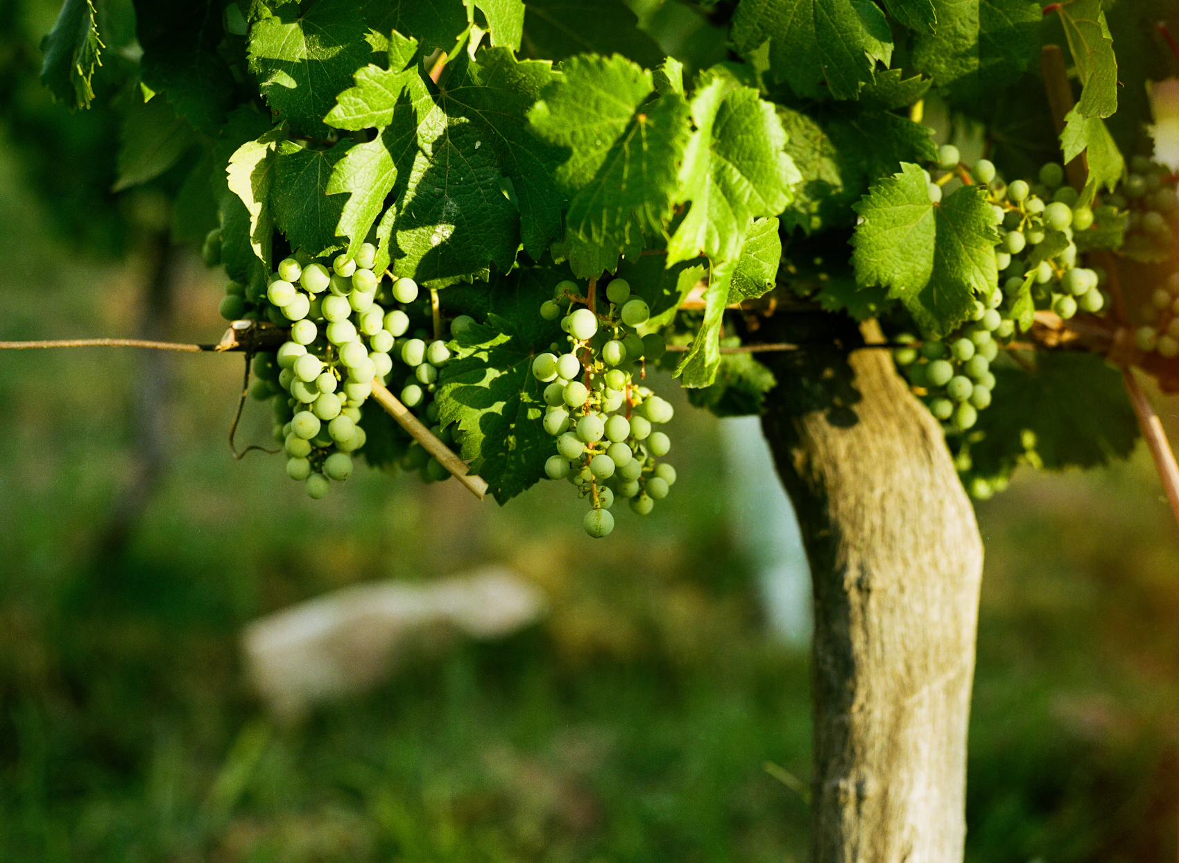 Green grapes ripening on a vine in Mendoza, Argentina