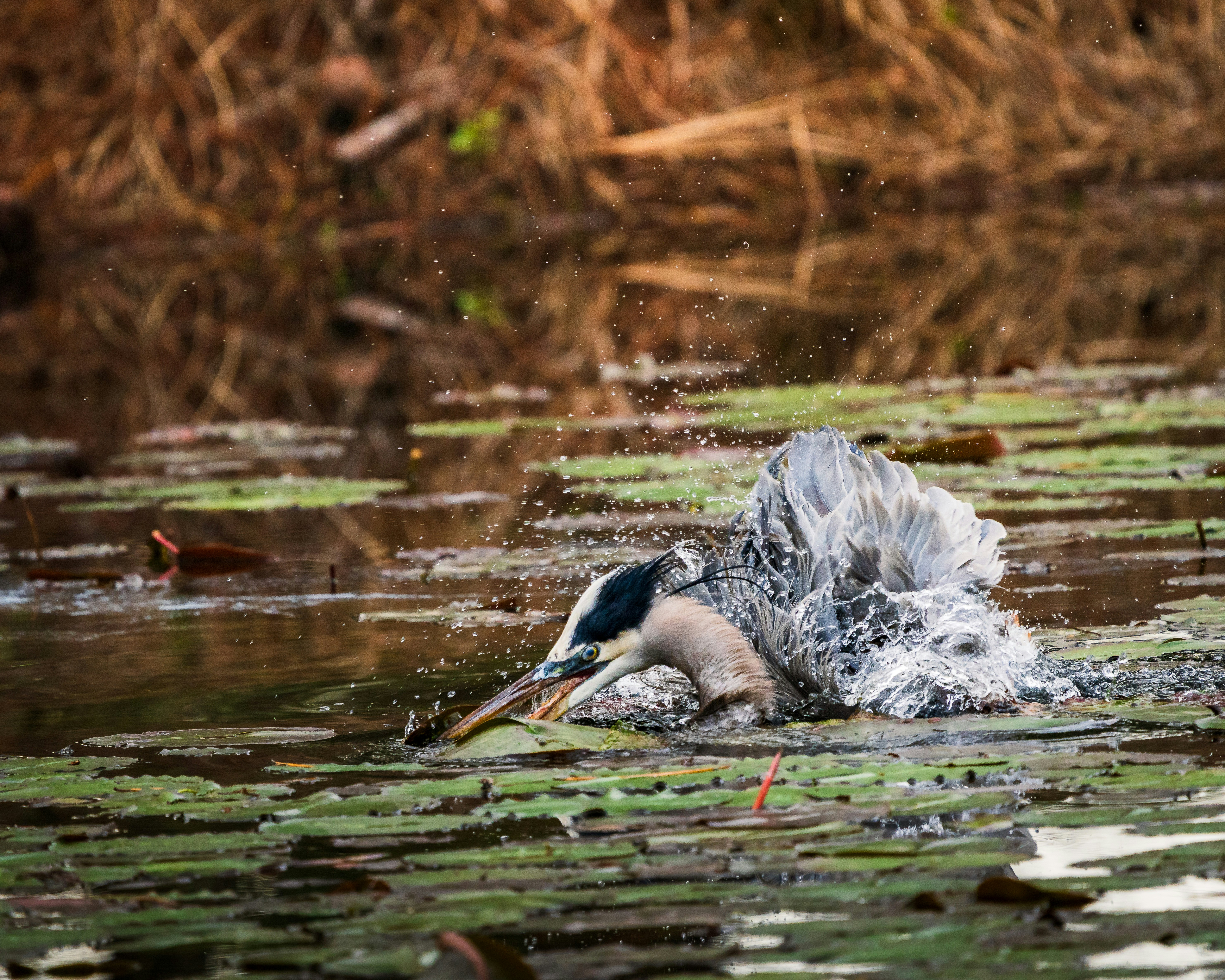 Photo by dkoplyk