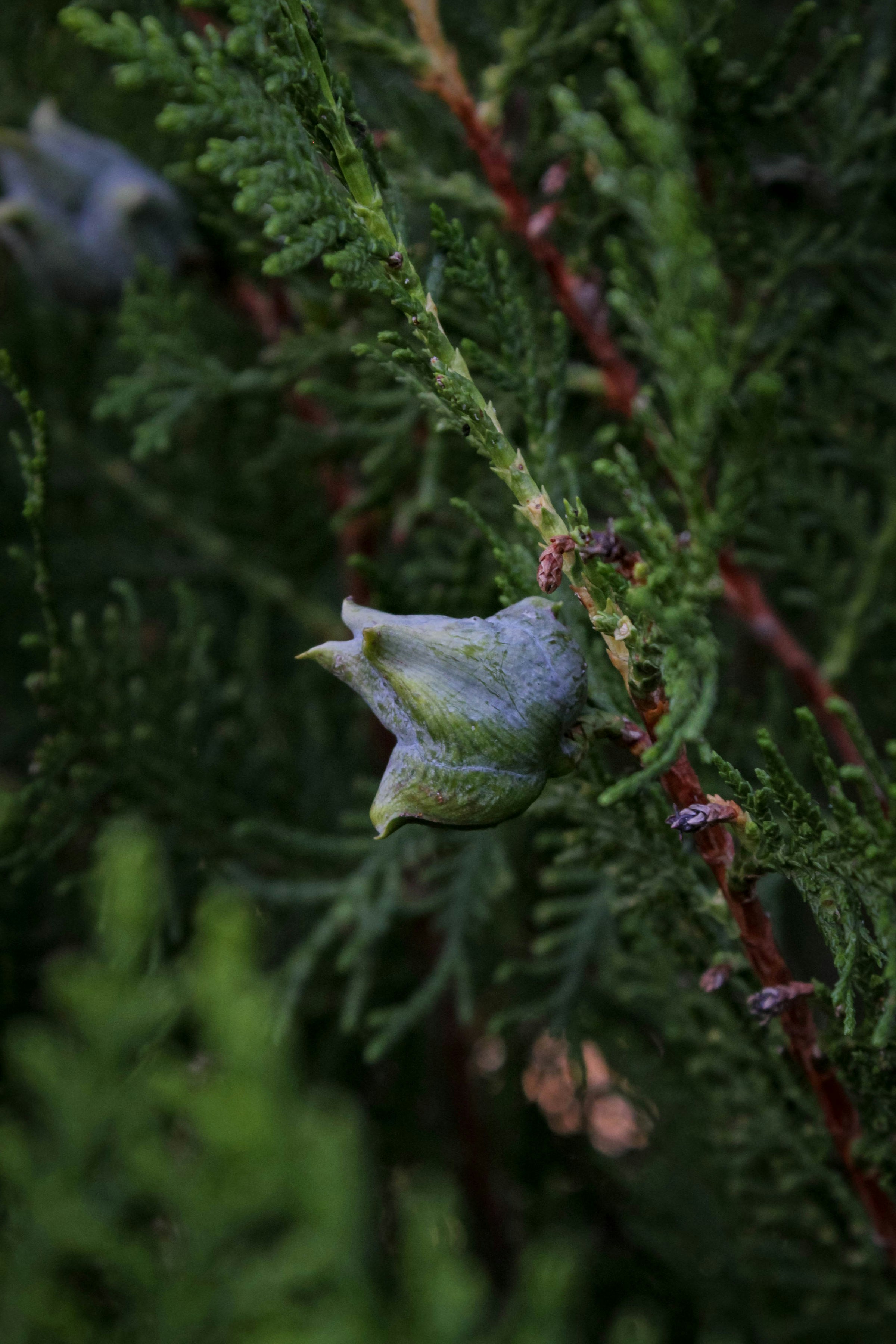 Close-up of a cedar tree cone and needles