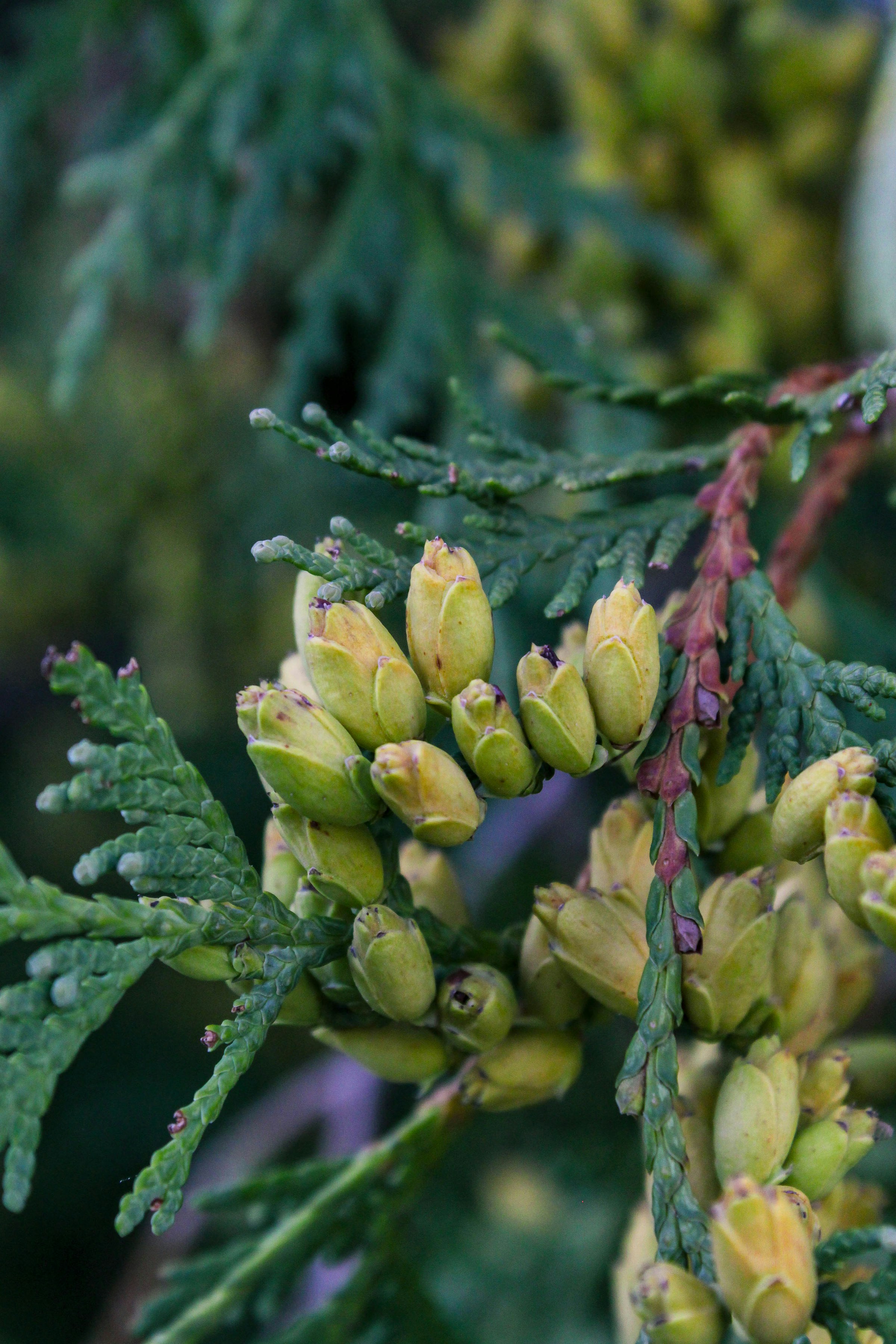 Close-up of green cedar tree branches with small cones.
