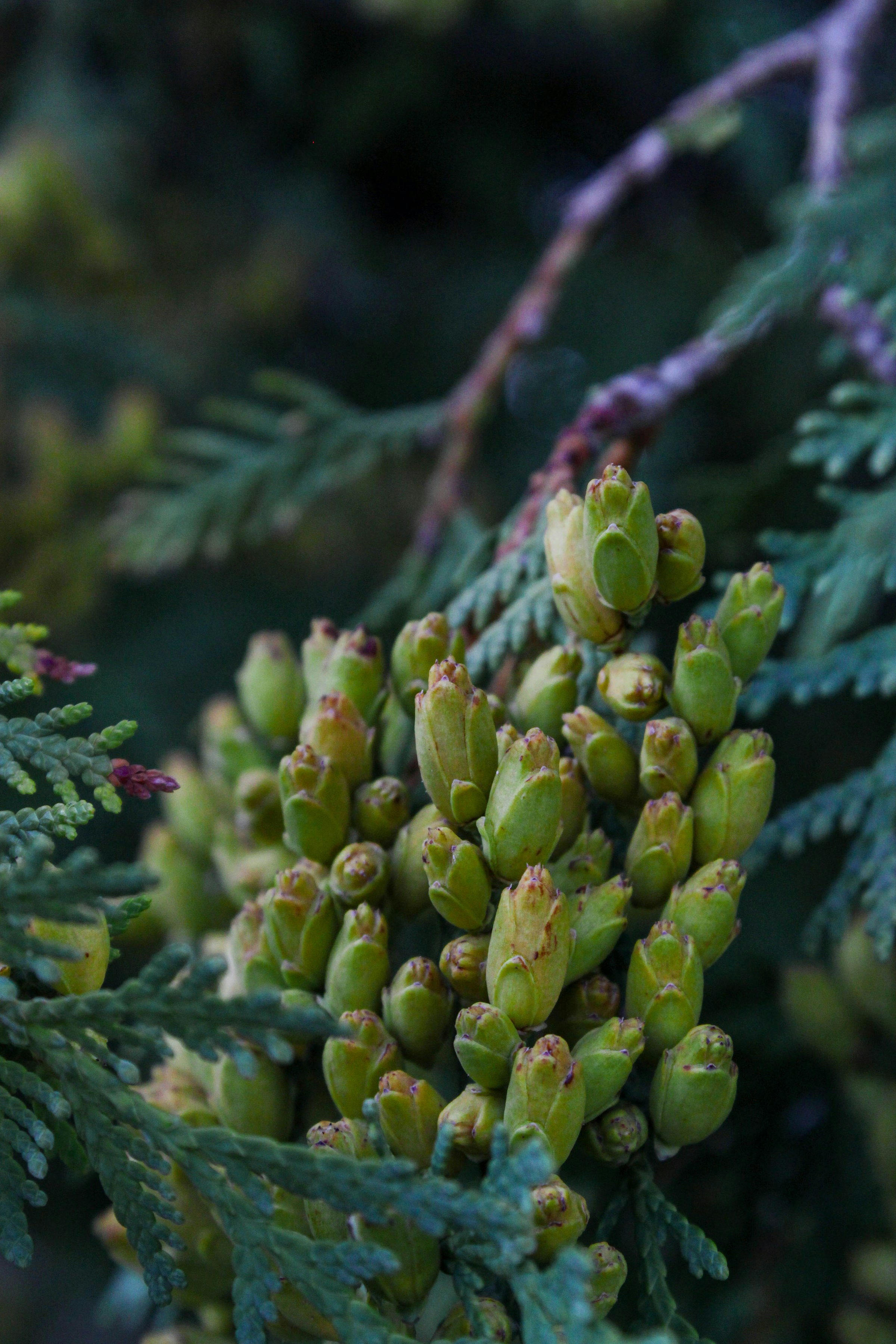 Close-up of green cedar tree buds on a branch