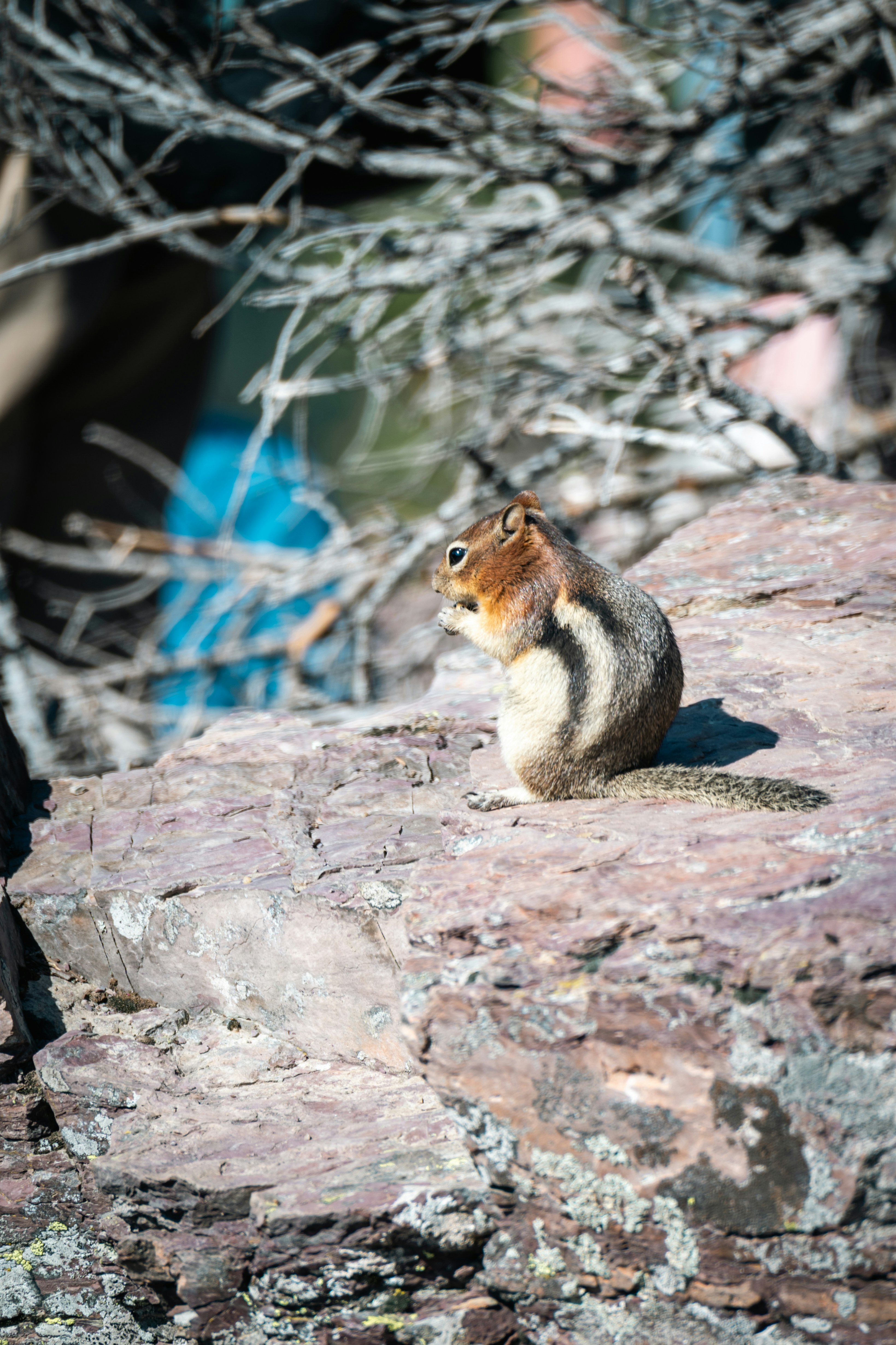 A chipmunk sits on a rock eating.