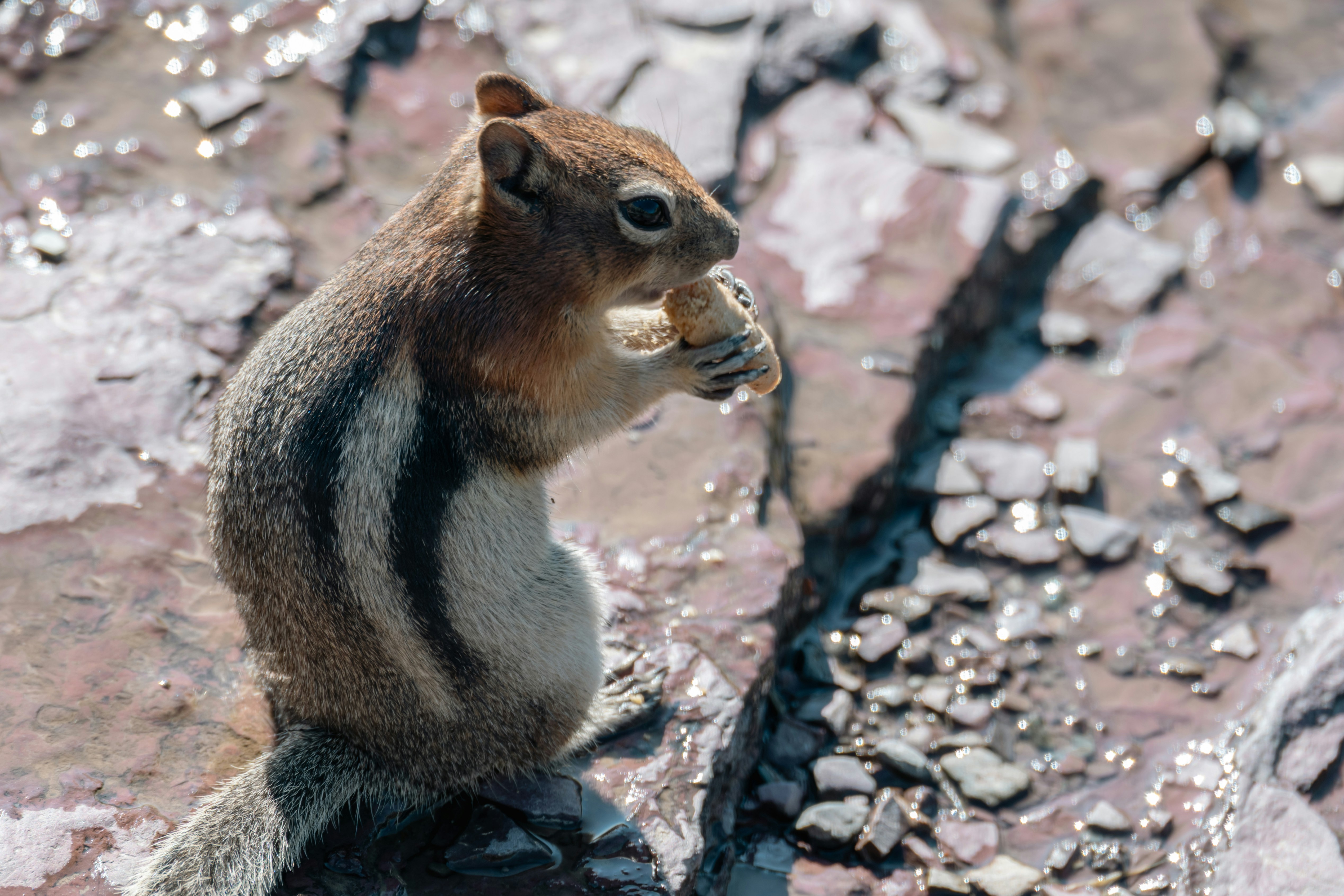 A chipmunk sits on rocks eating a nut.