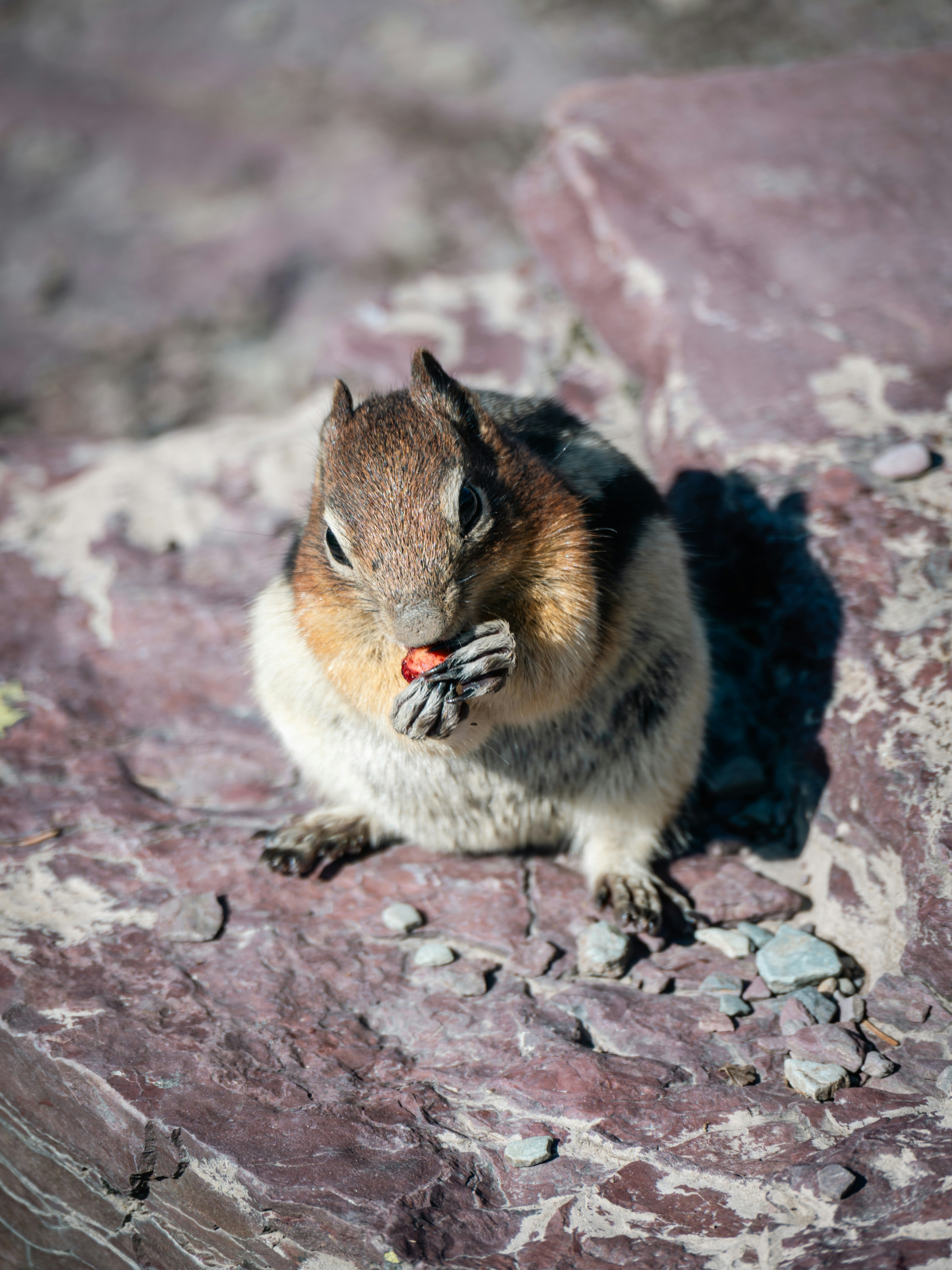 A chipmunk eating a berry on a rock.