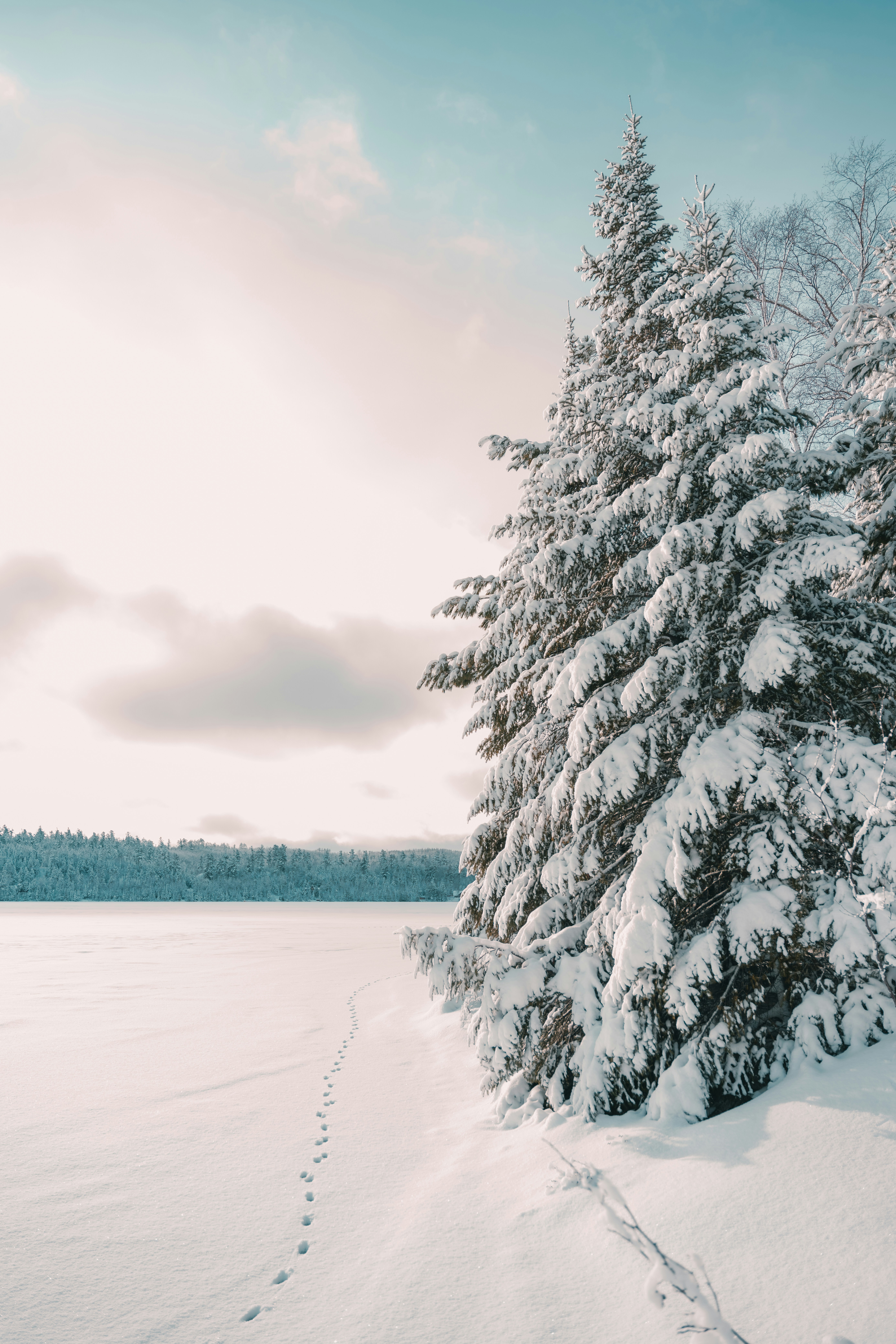 Photo by matias_north