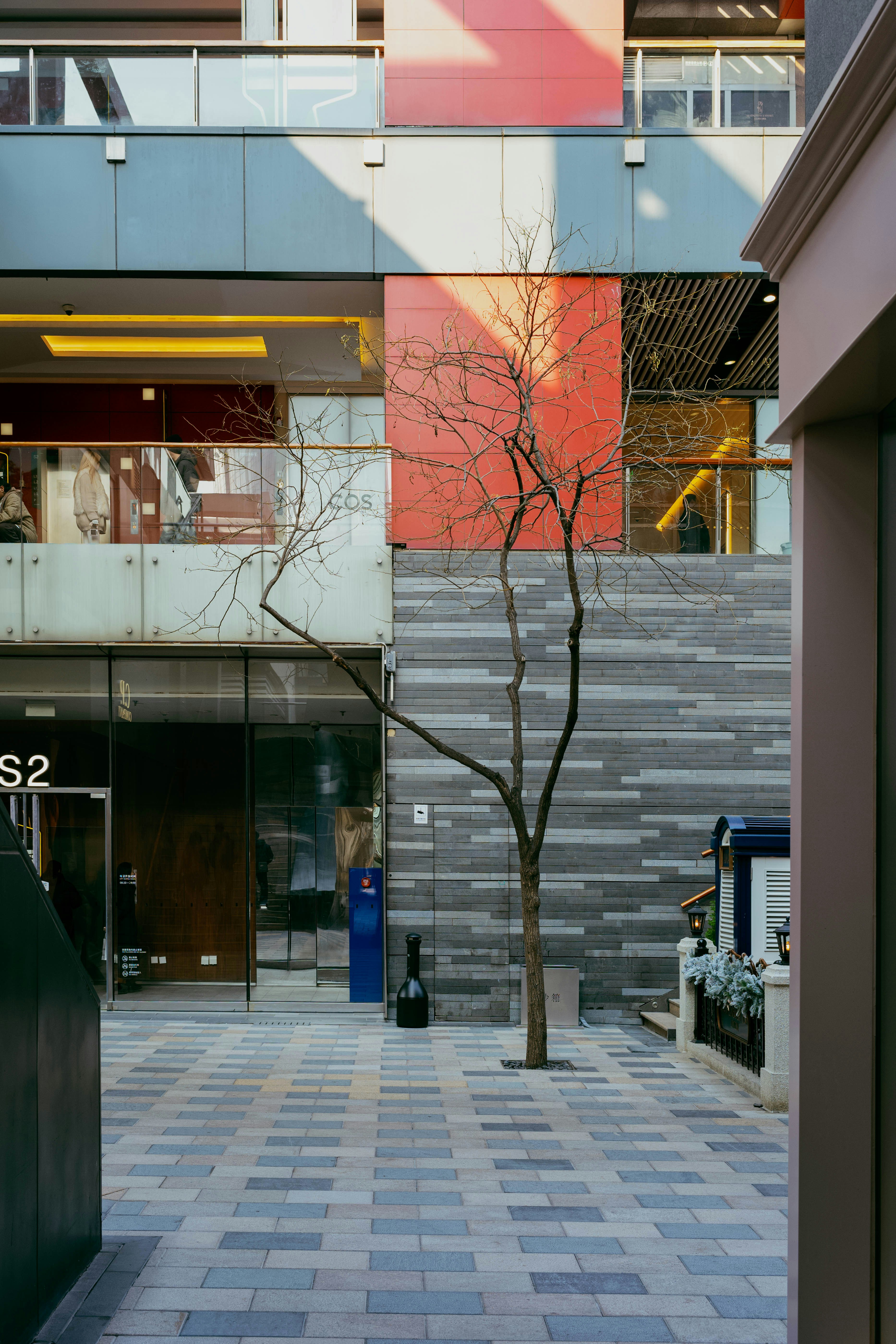Bare tree stands in a modern urban courtyard.