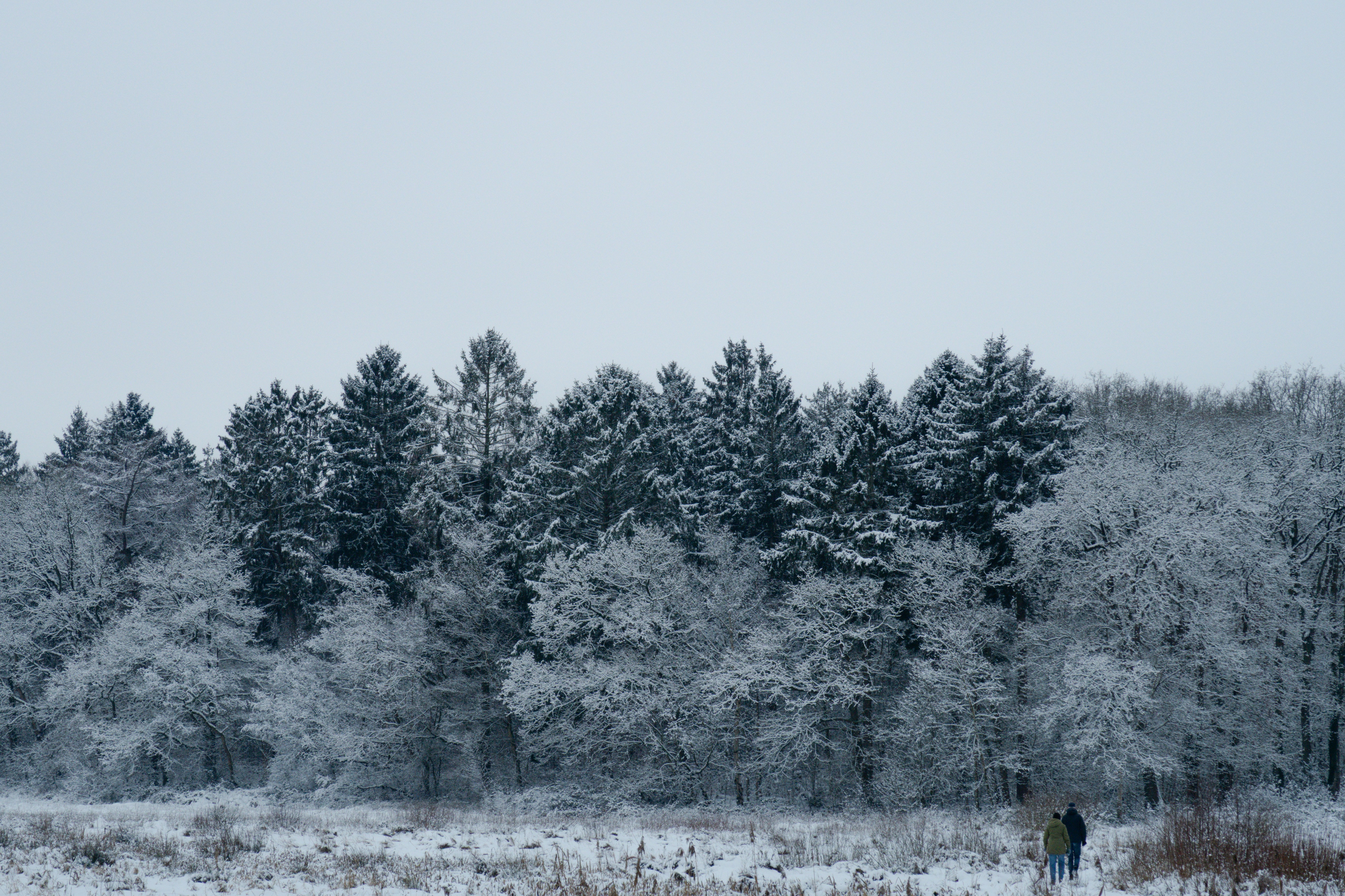 Snow-covered trees in a winter forest landscape