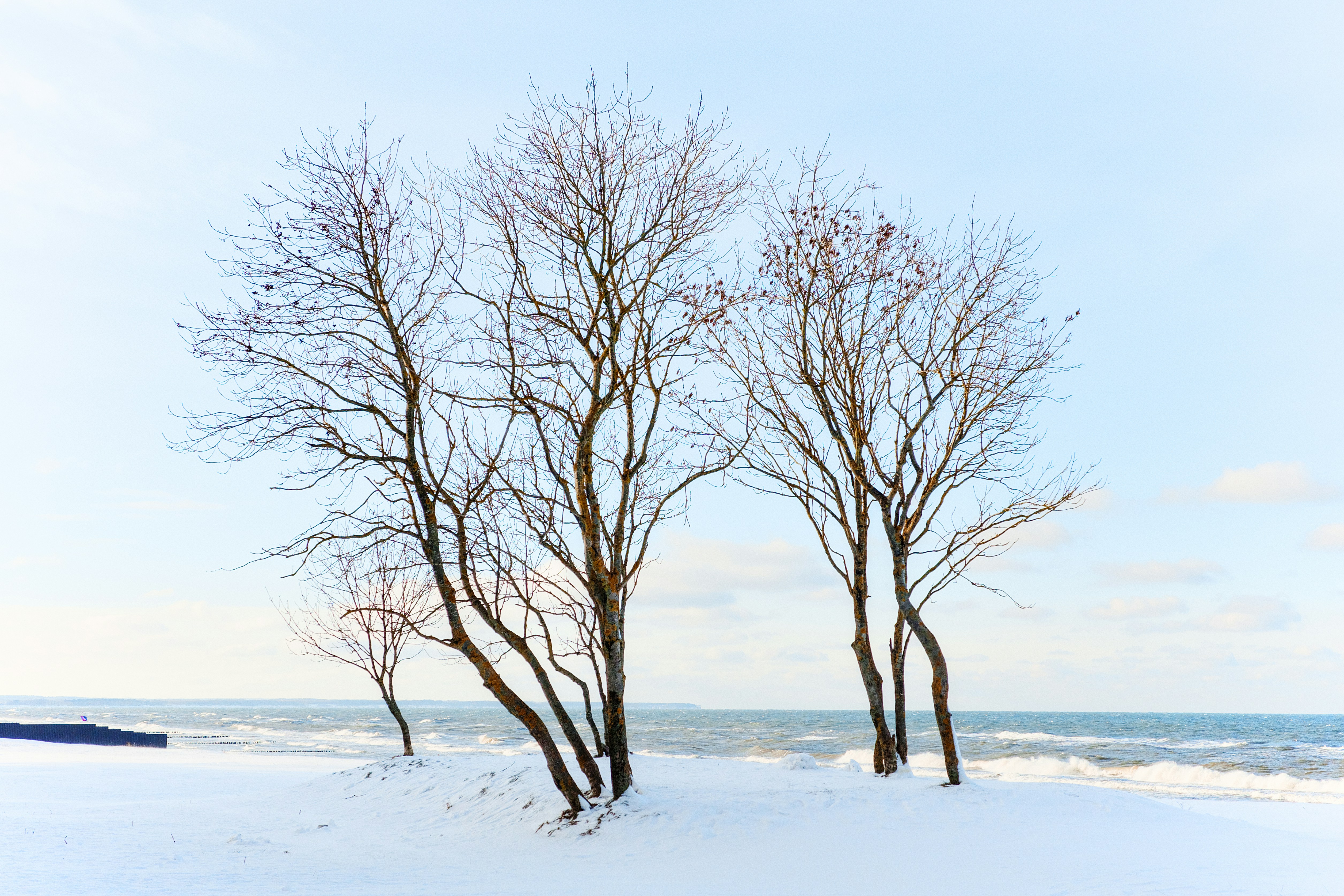 Bare trees stand on a snowy beach by the ocean.