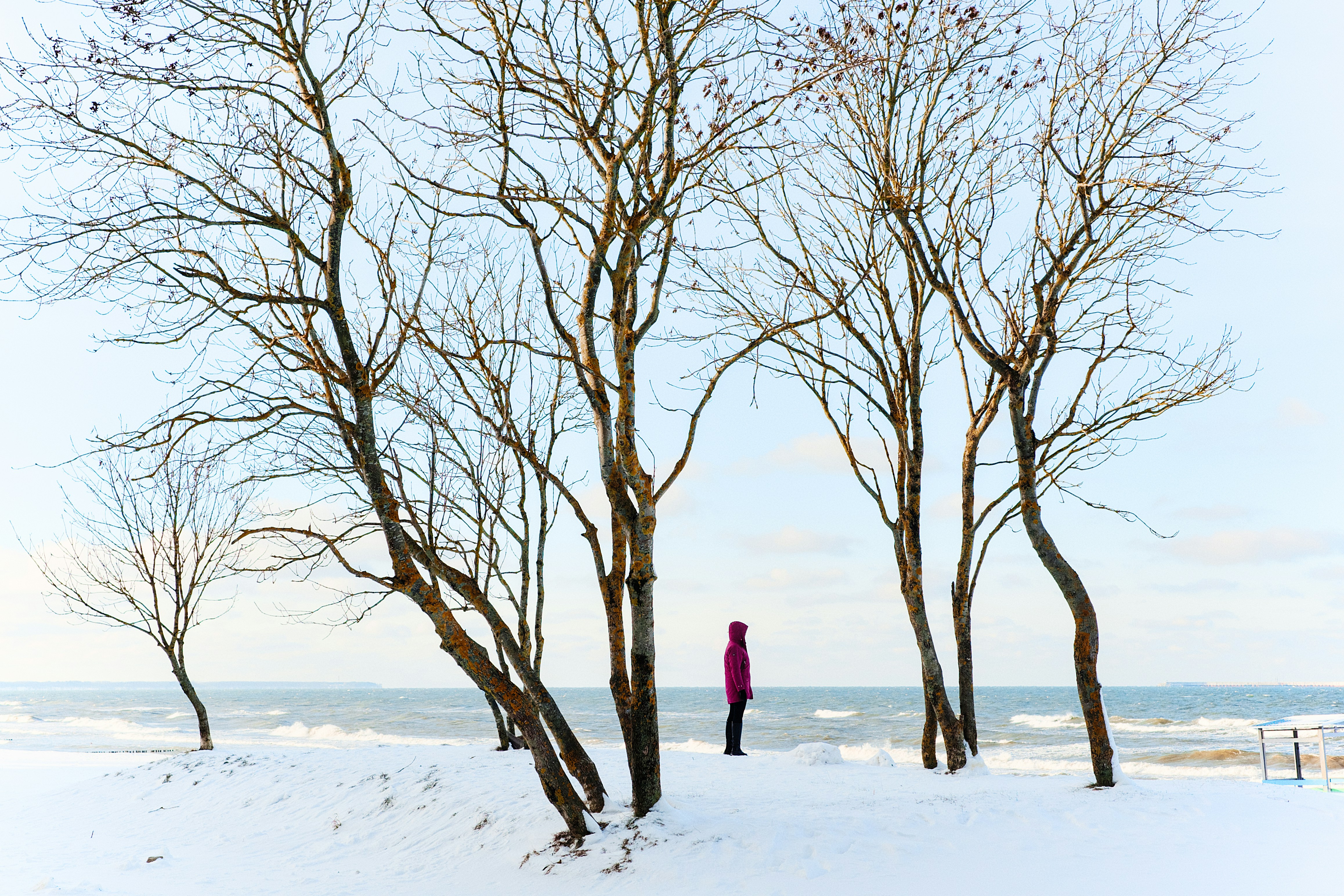 A person stands by a winter ocean between bare trees.