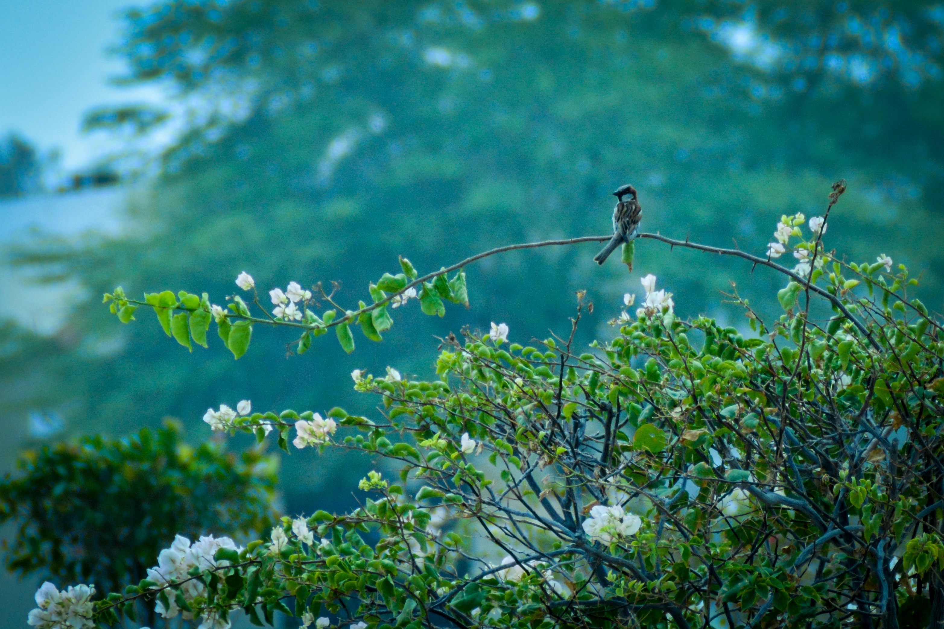 Photo by jibinsamuelphotography