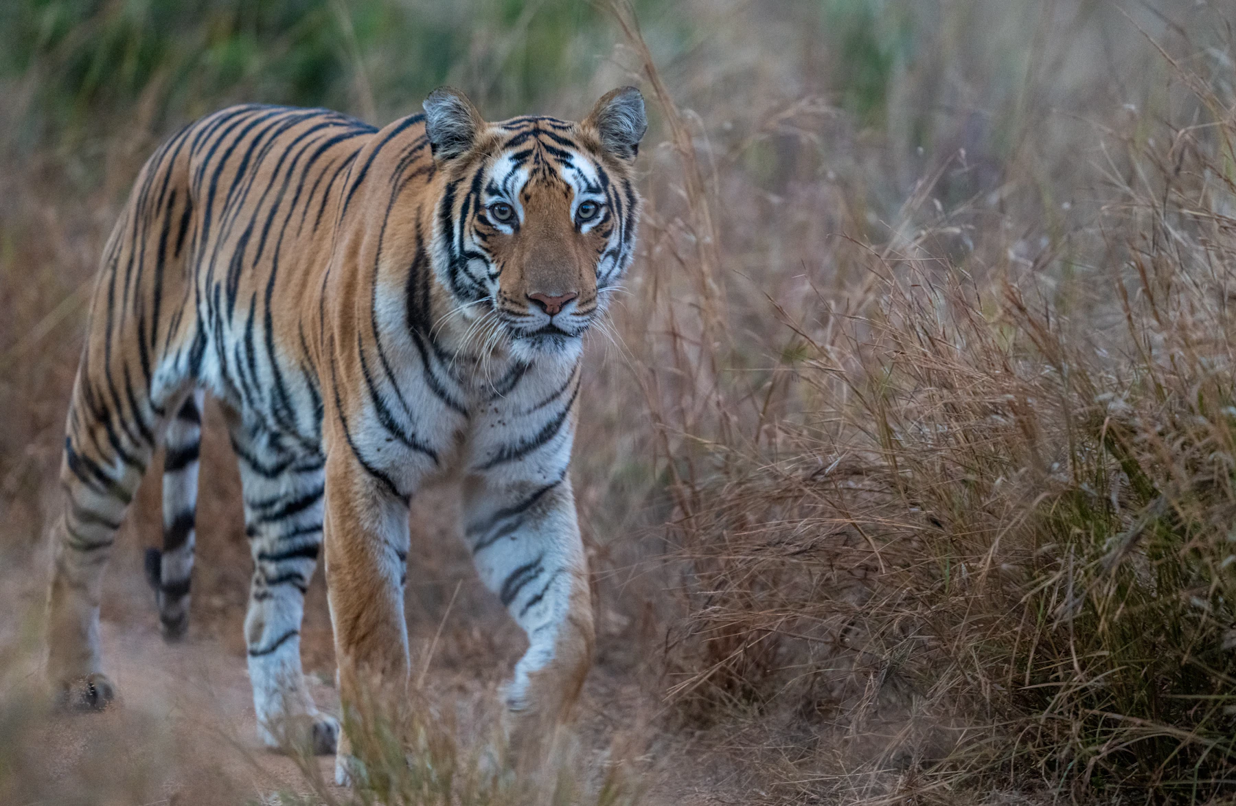 Bengal tiger walking through tall grass
