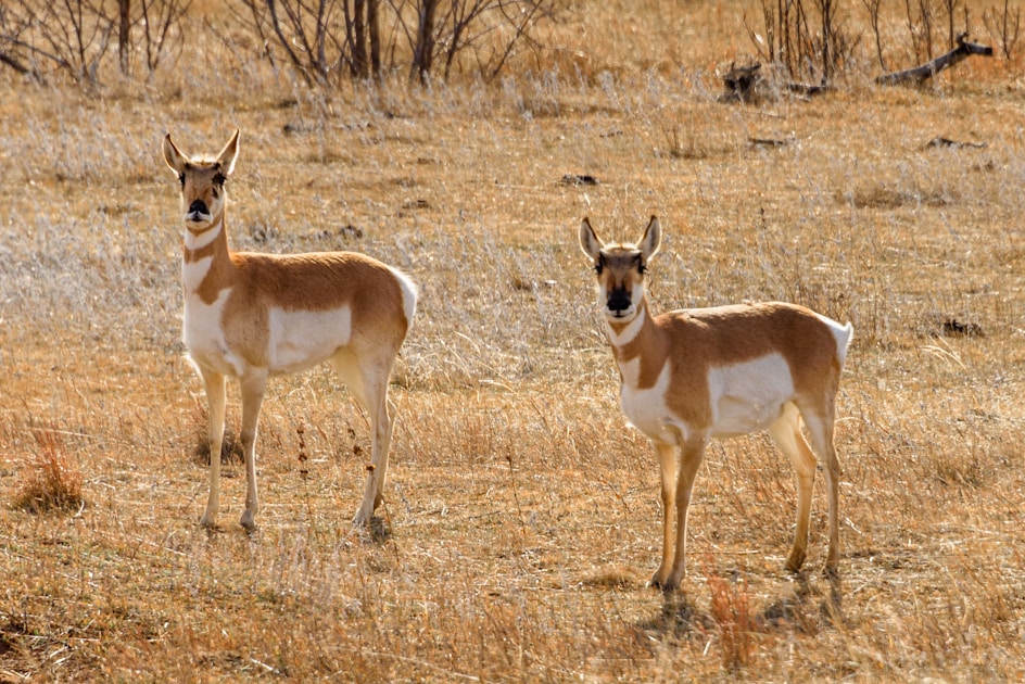 Pronghorn antelope buck standing on open Wyoming sagebrush flat