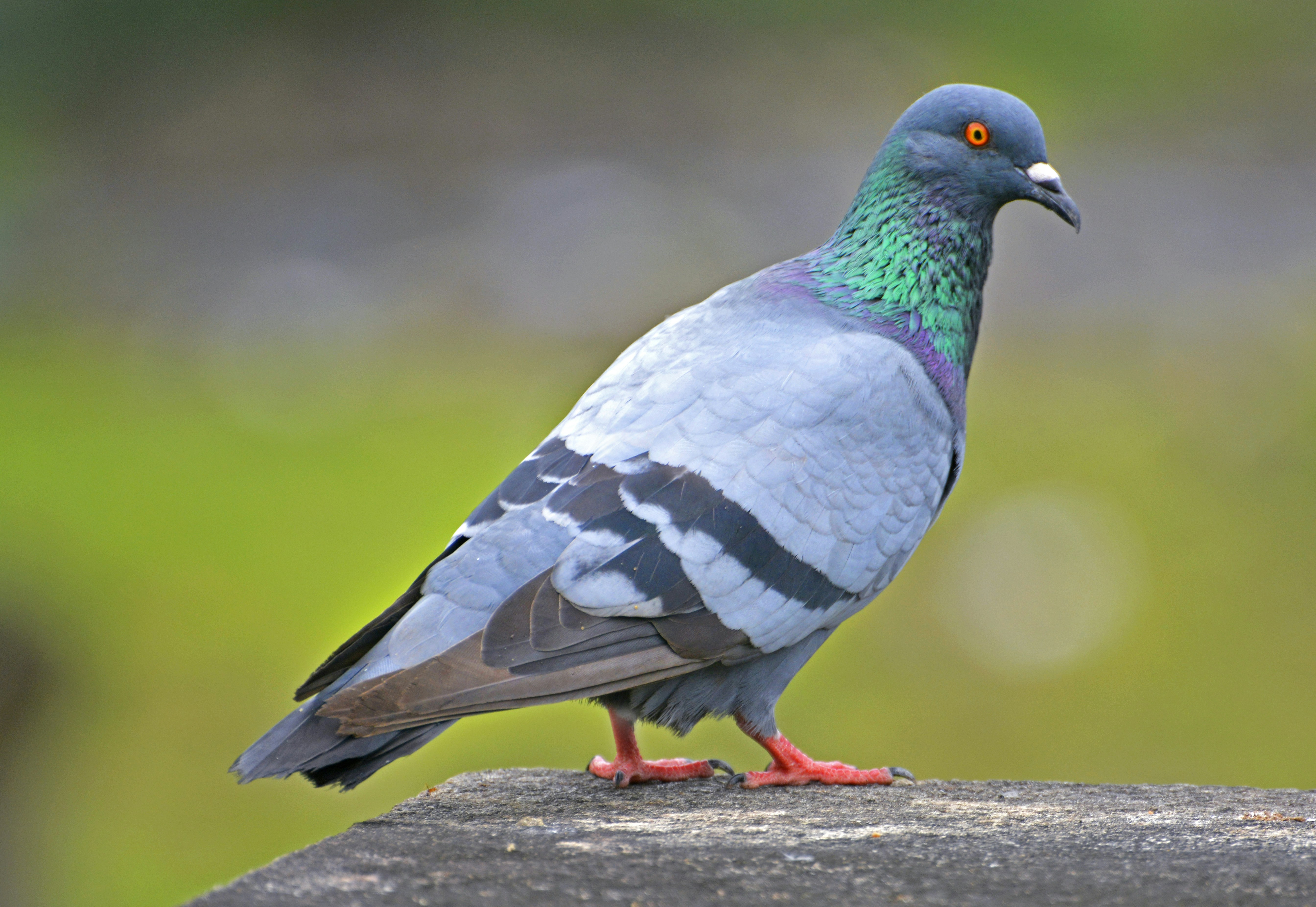 Photo by jibinsamuelphotography