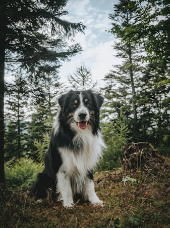 Chien réactif en laisse observant son environnement avec attention