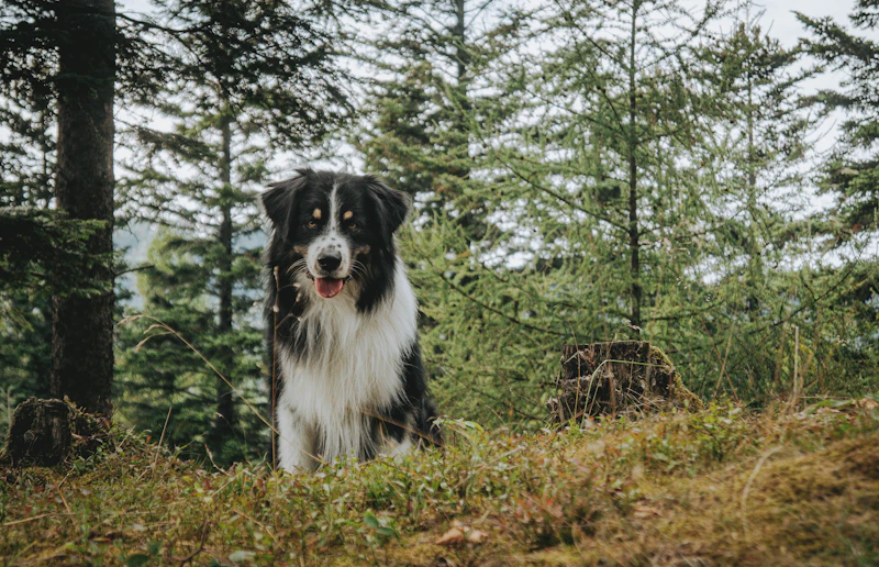 Merlin, a black tri from our 2024 litter, sitting at the edge of a forest