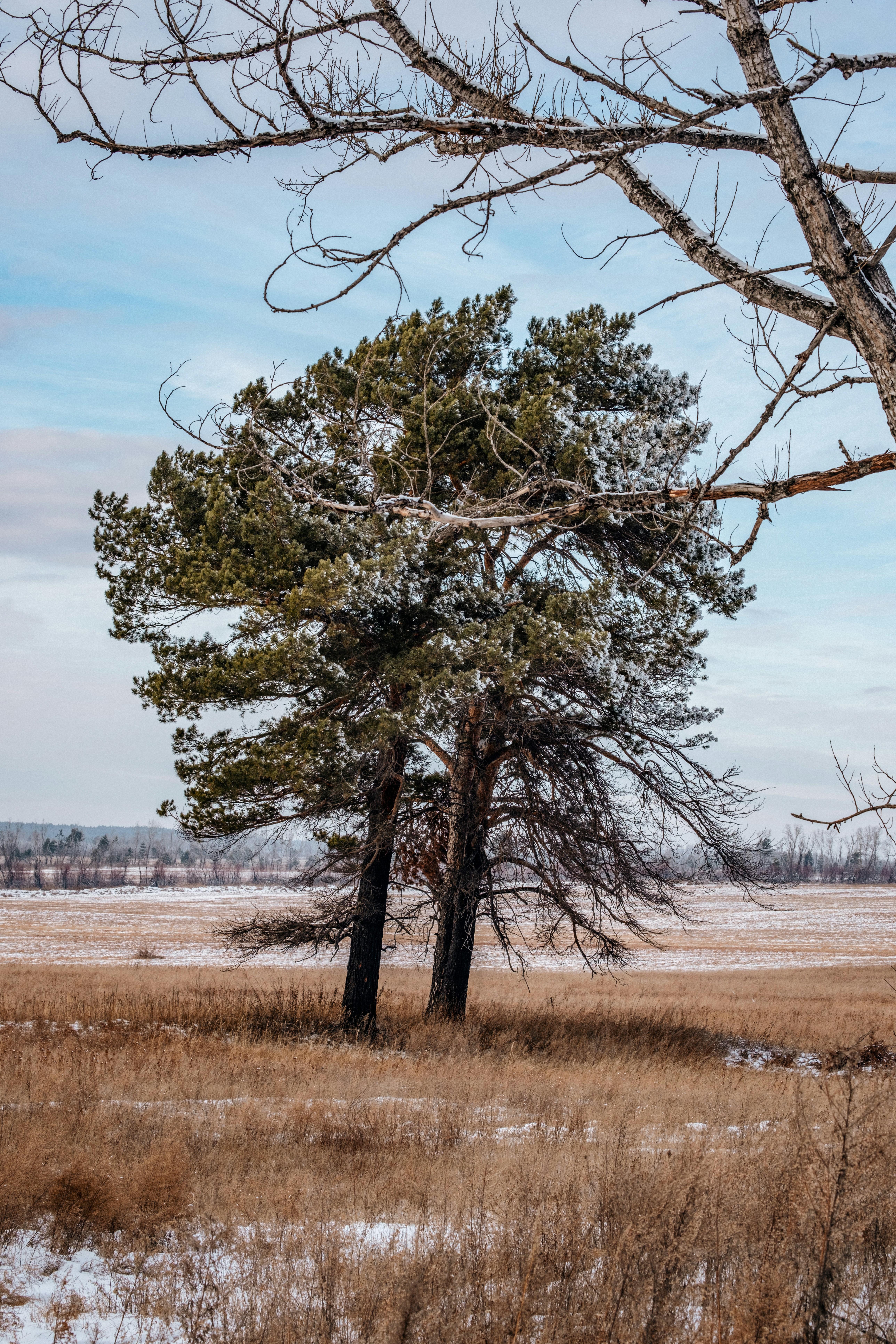 Two trees stand in a frosty, dry field.