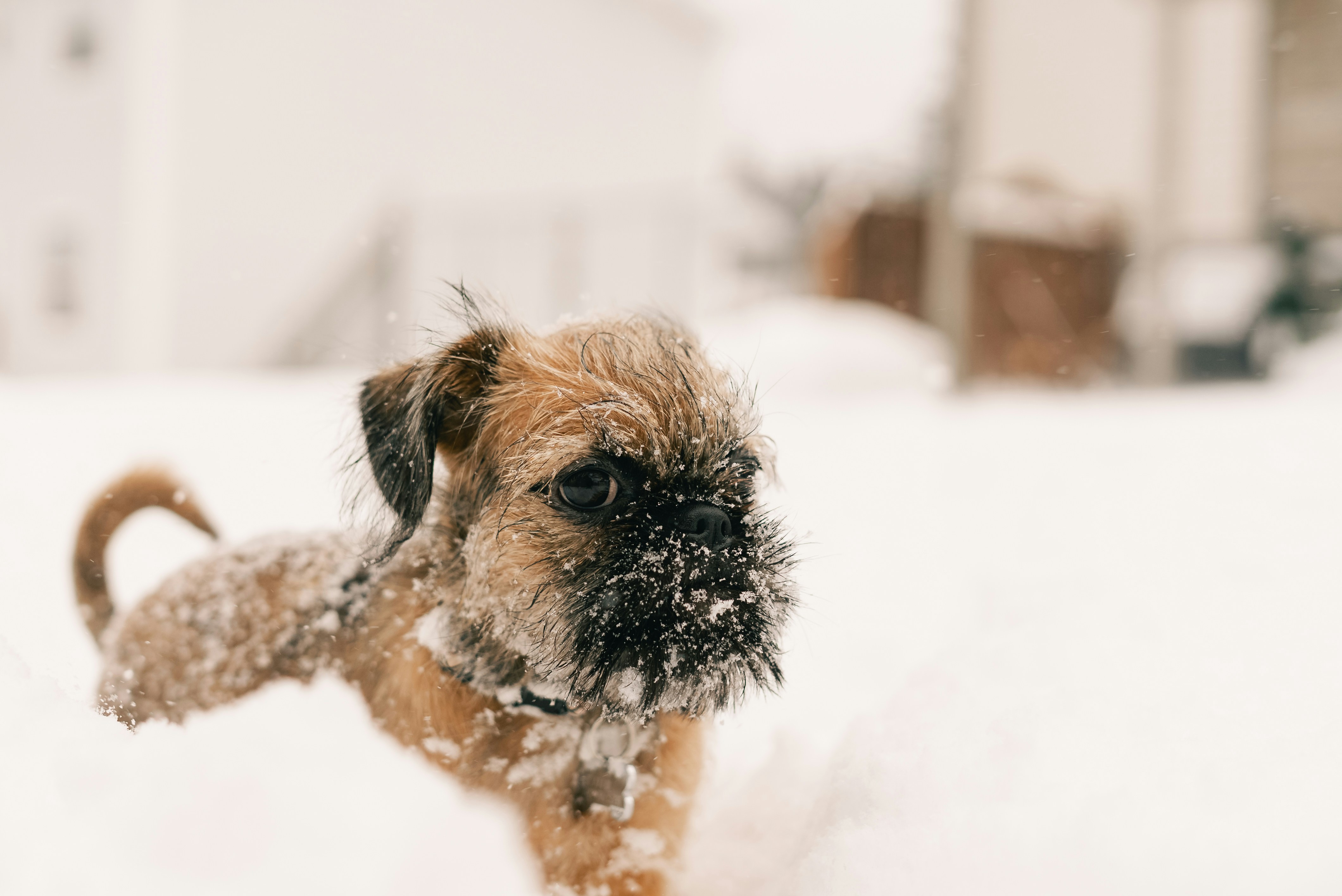 Un perrito pequeño cubierto de nieve juega fuera.
