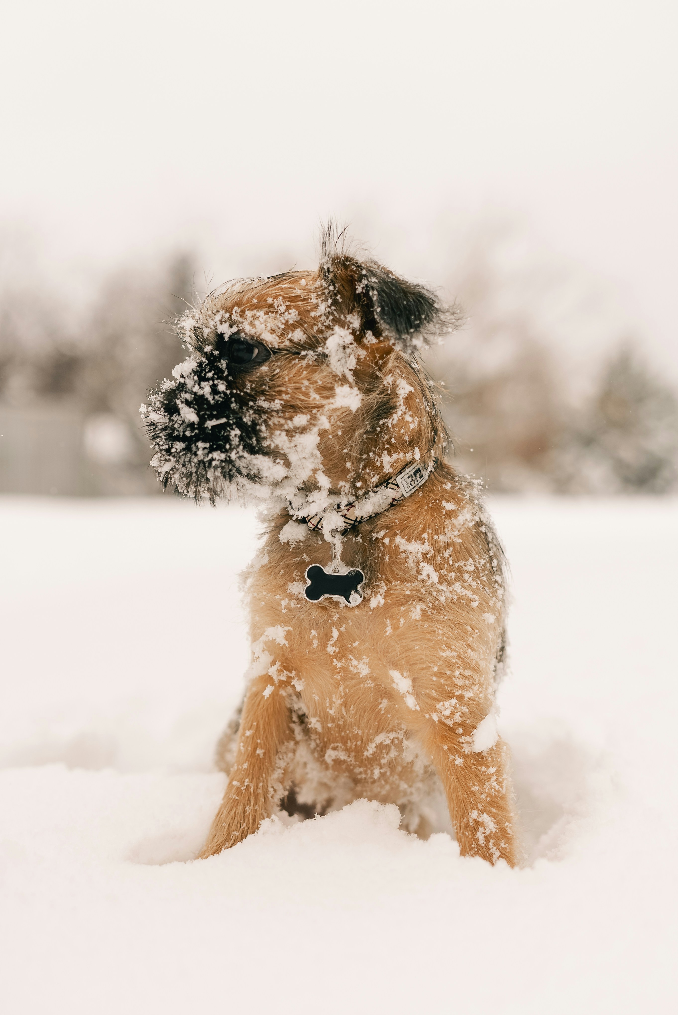 Un perro pequeño se sienta en la nieve.