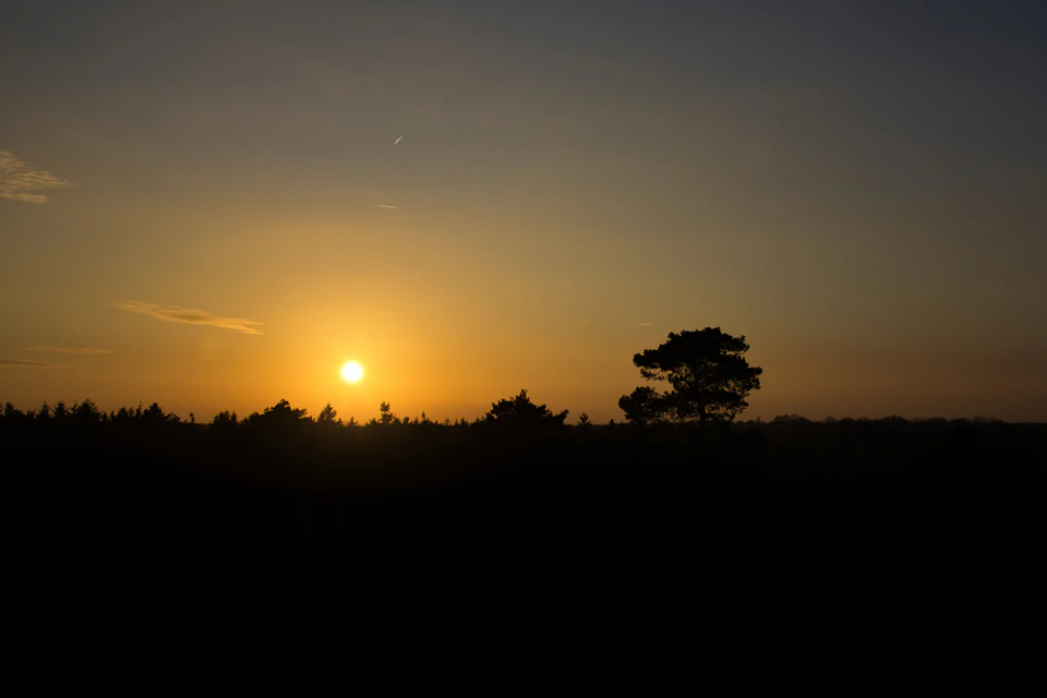 Serene sunset over a field, with trees standing tall against a warm orange sky