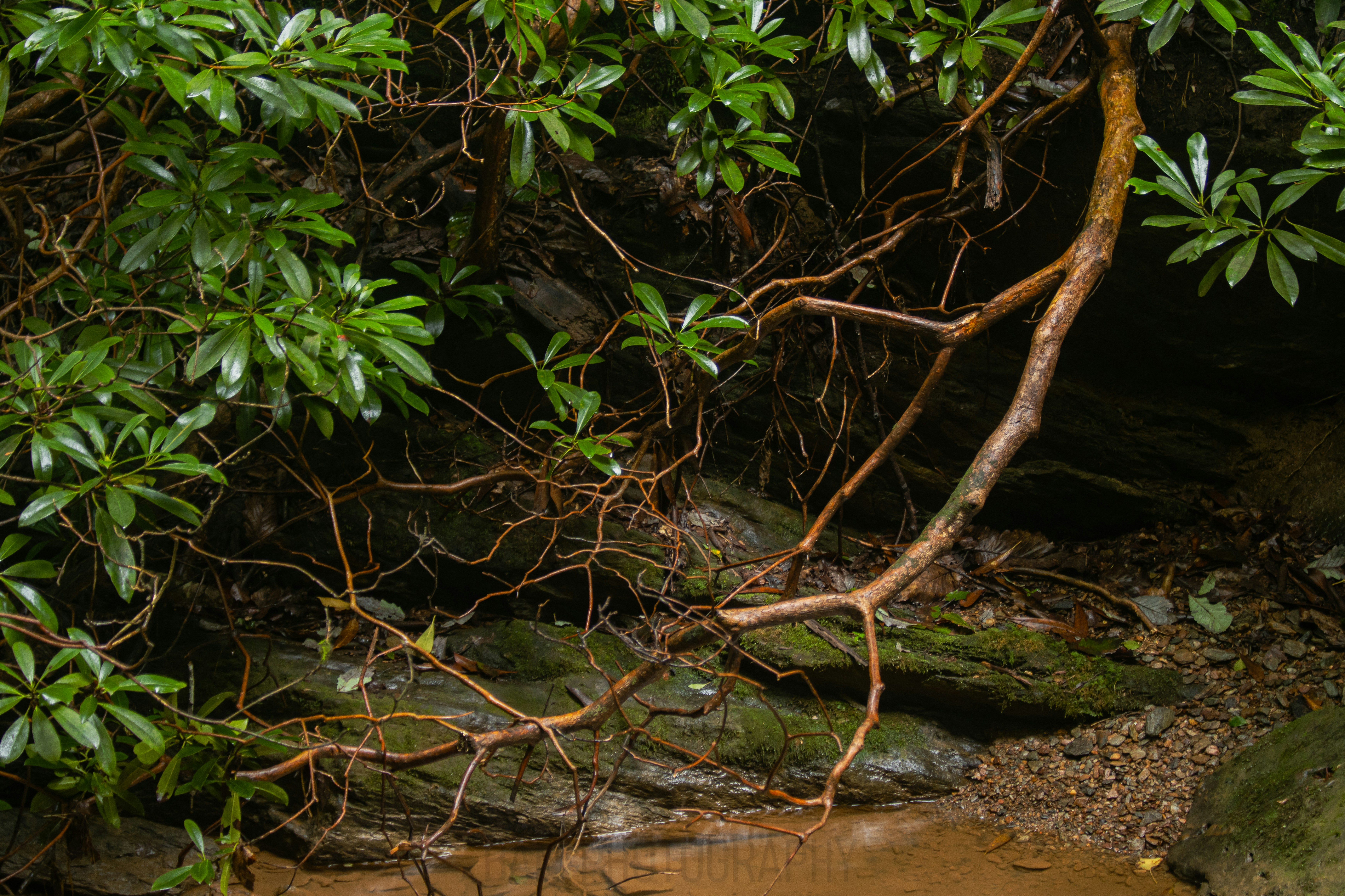 Photo by bamphotography