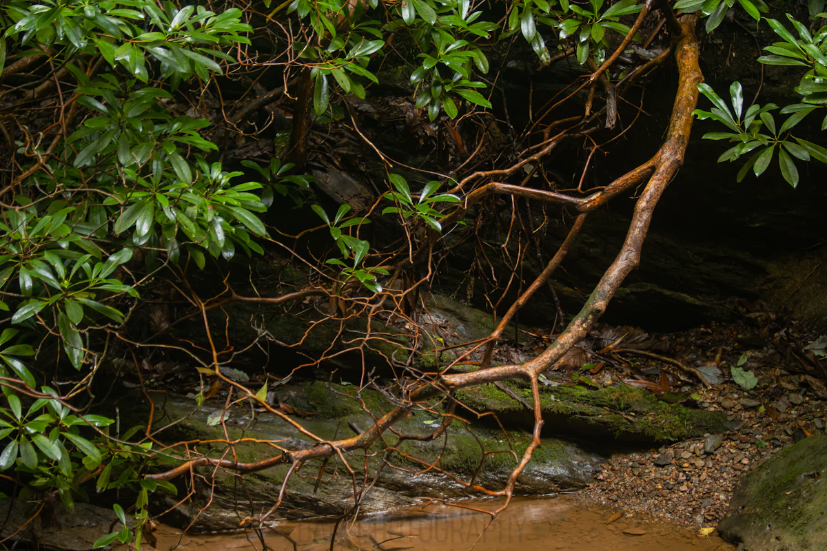 Gnarled branches and glossy green leaves over mossy rocks by a stream at Holtwood, Pennsylvania