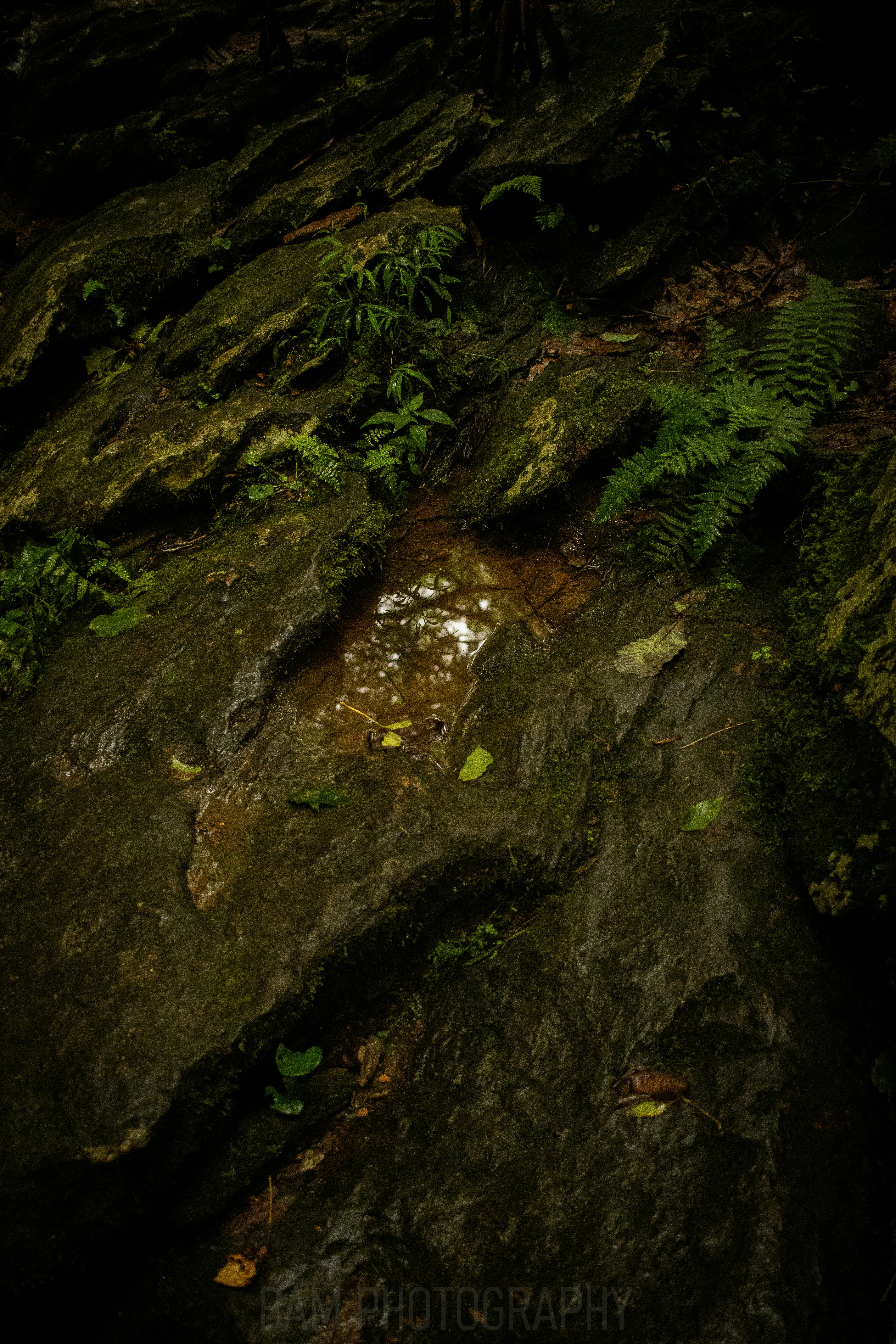 Photo by bamphotography