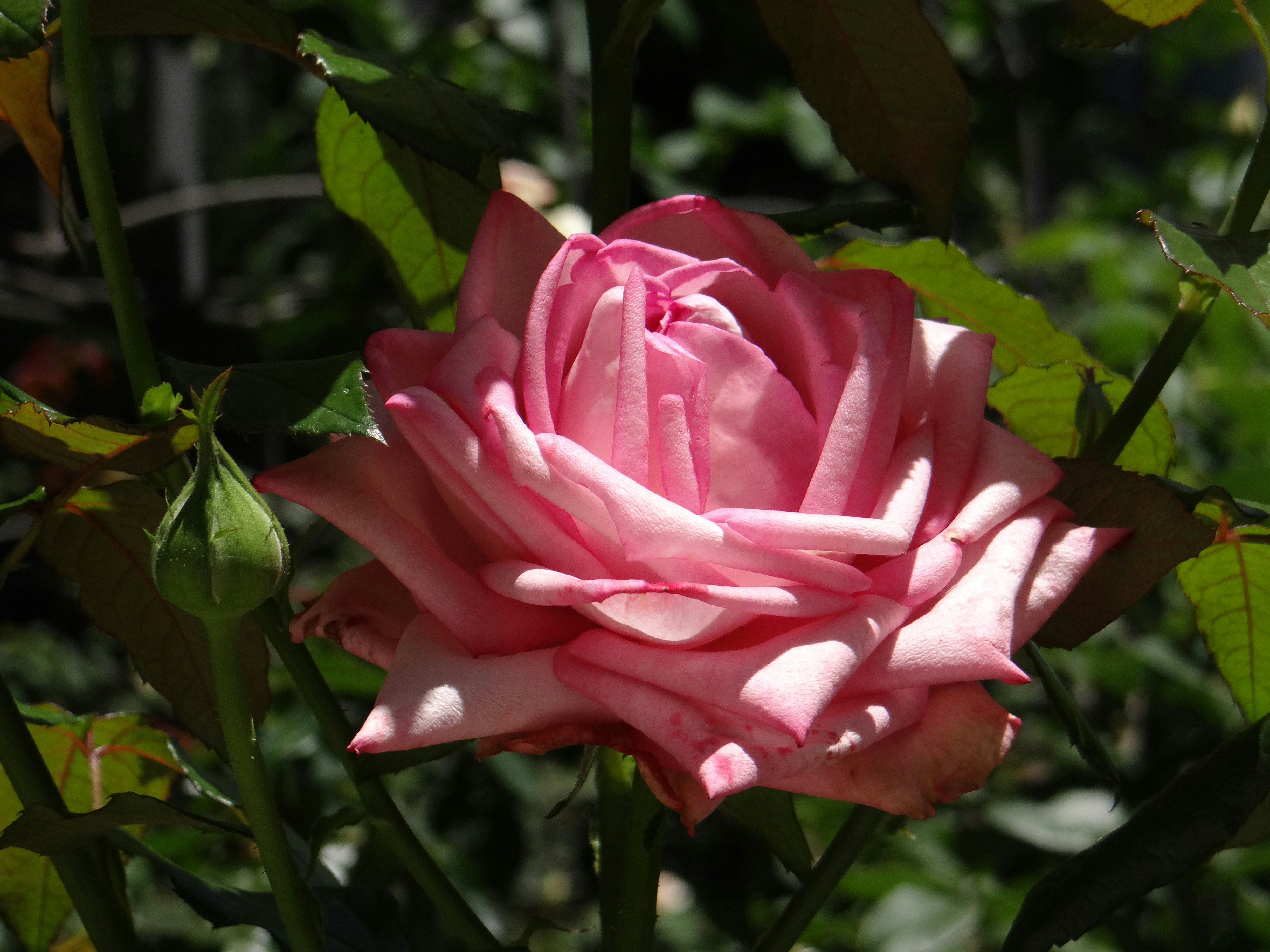 Photo by macornelsen