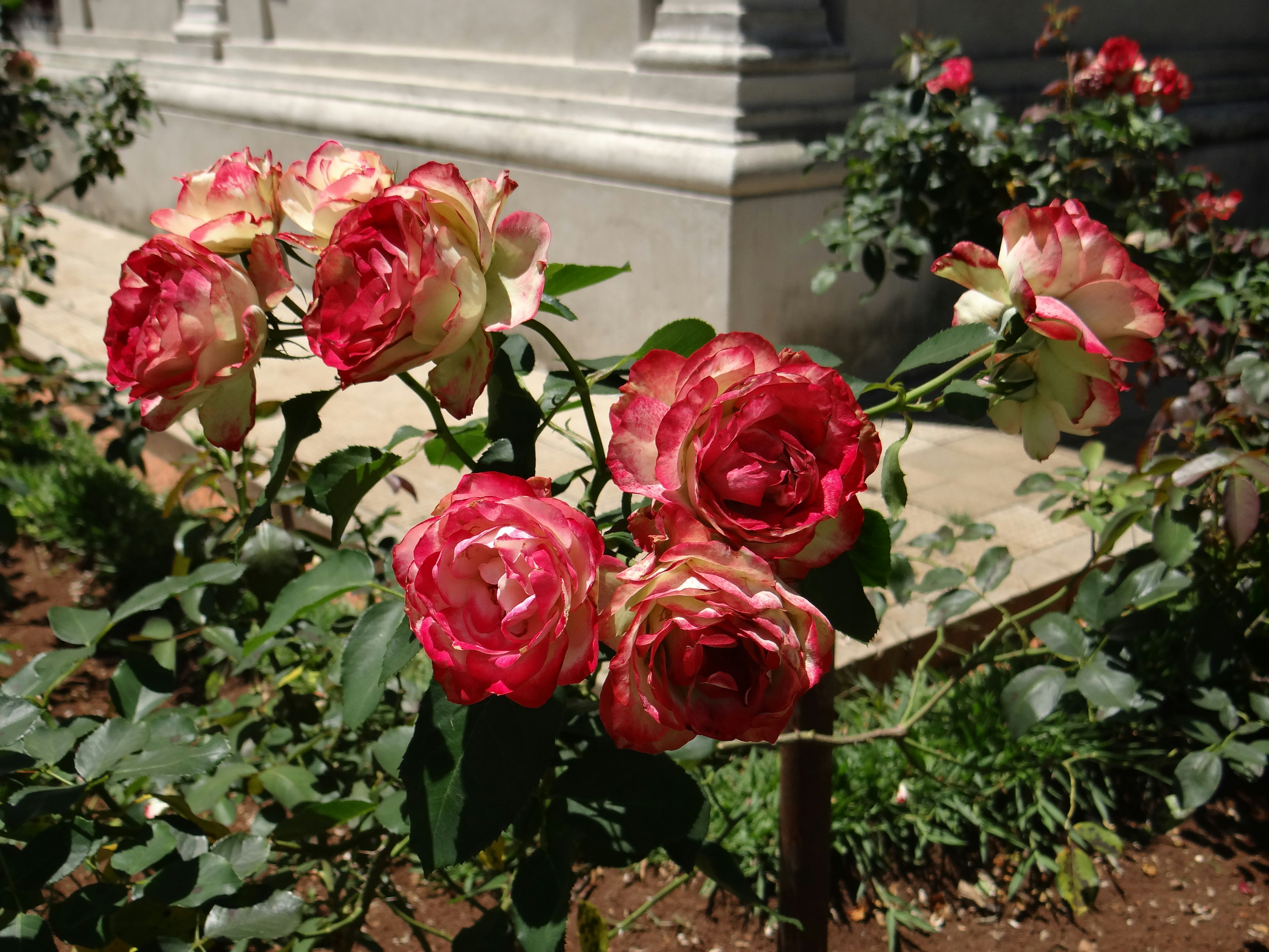 A cluster of red and white roses in a garden.