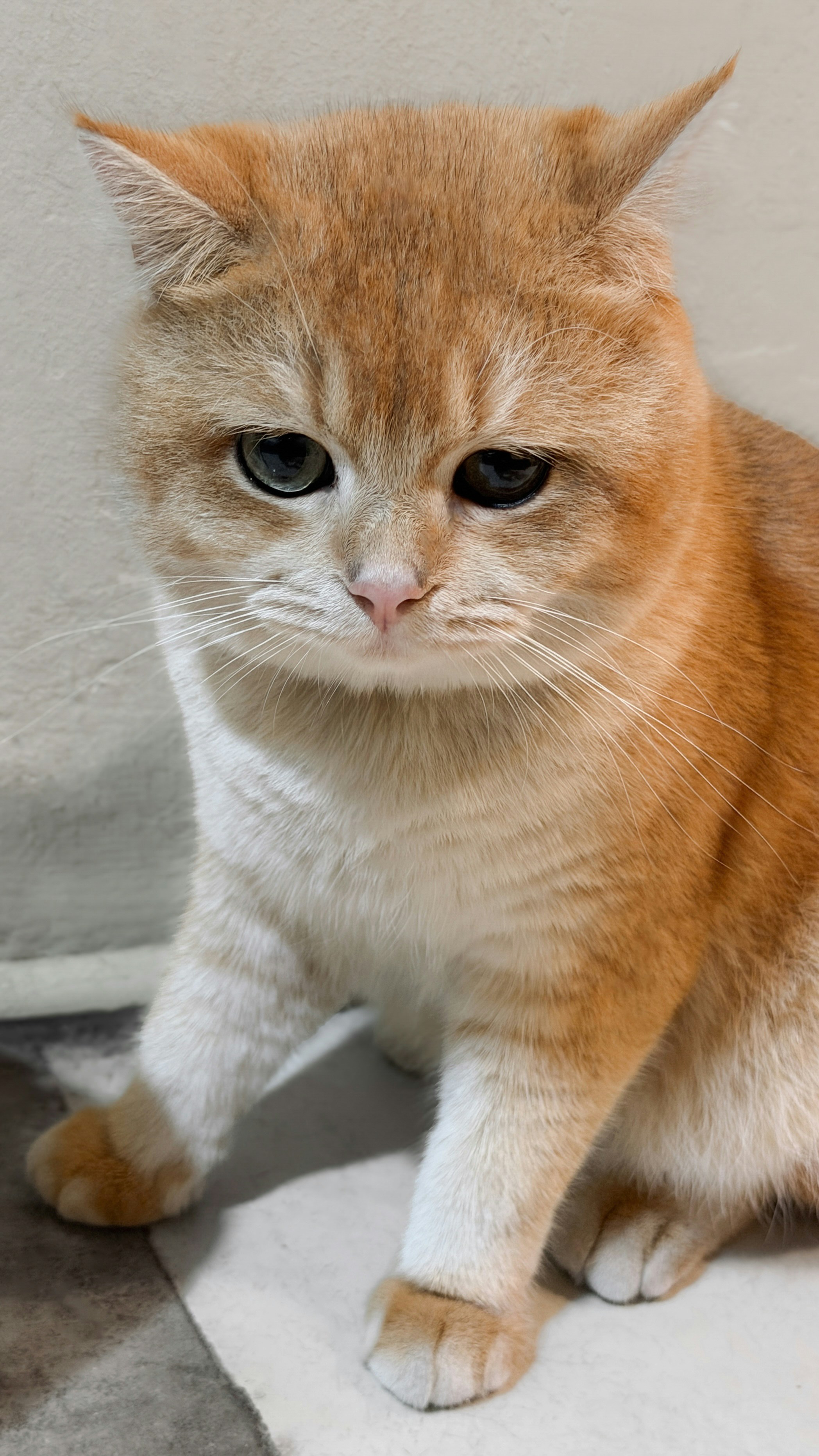 A sad orange and white cat sitting indoors.