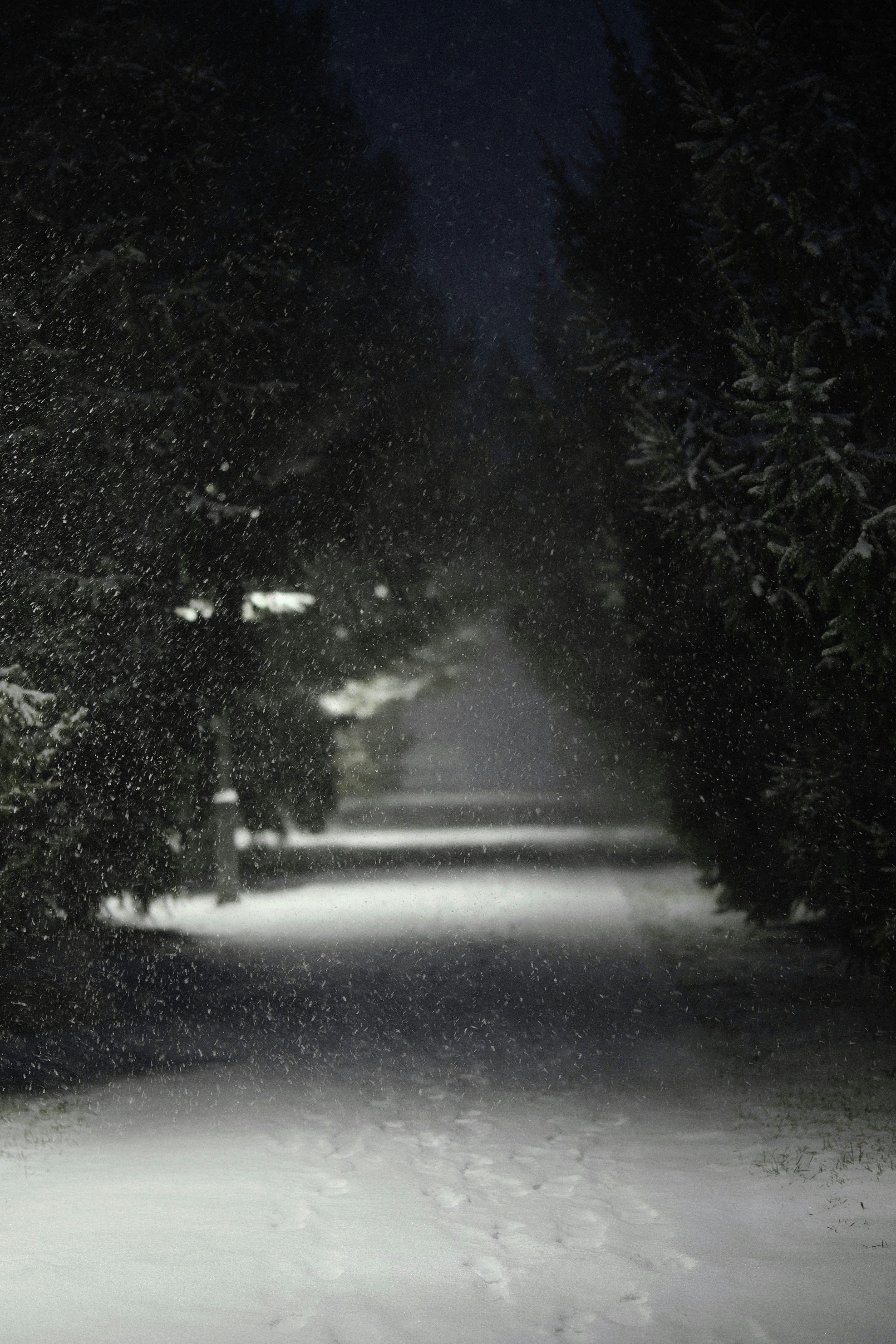 Salju turun di jalan setapak yang gelap dan dipenuhi pepohonan di malam hari.