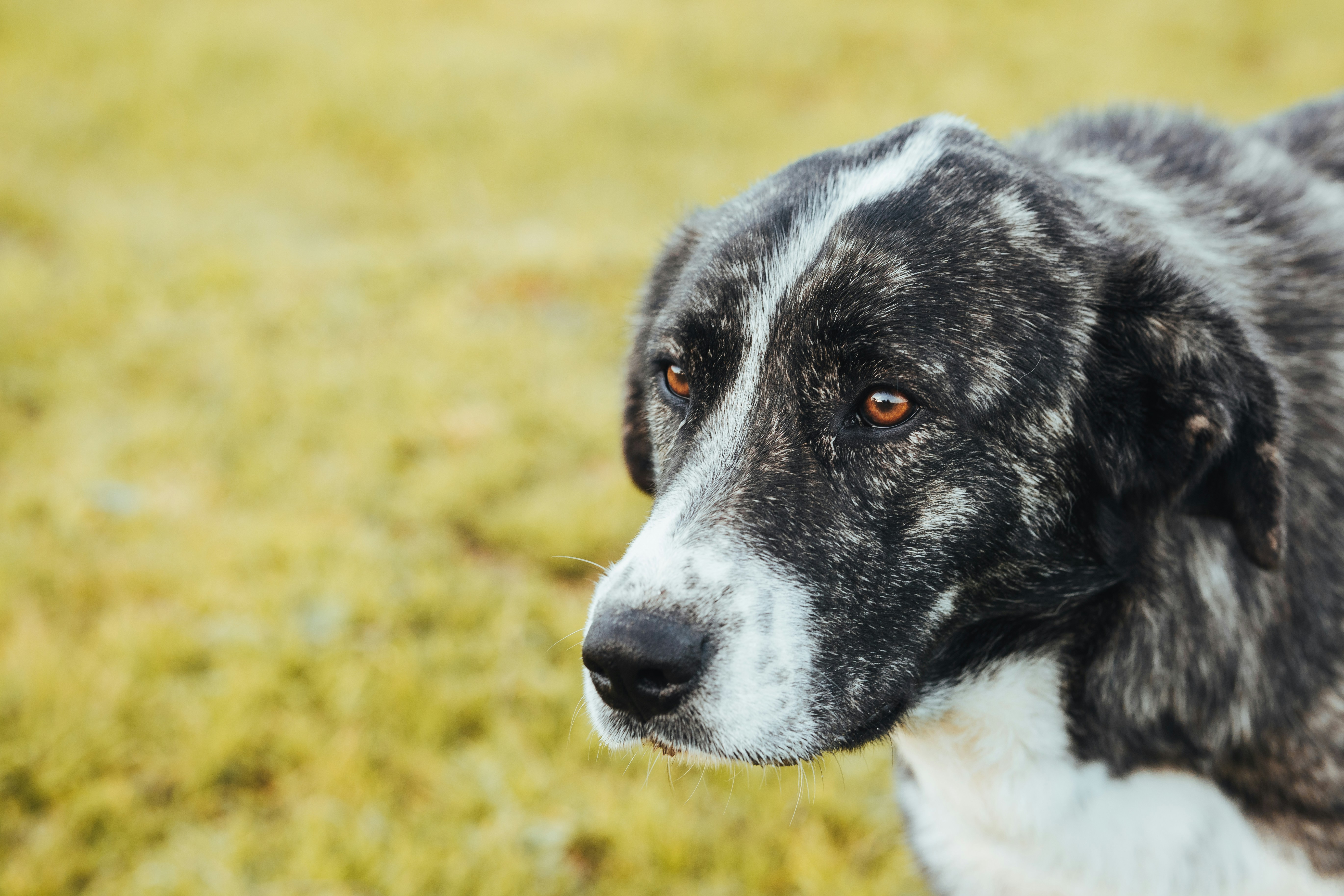 Um cachorro grande com marcas atigradas e brancas.