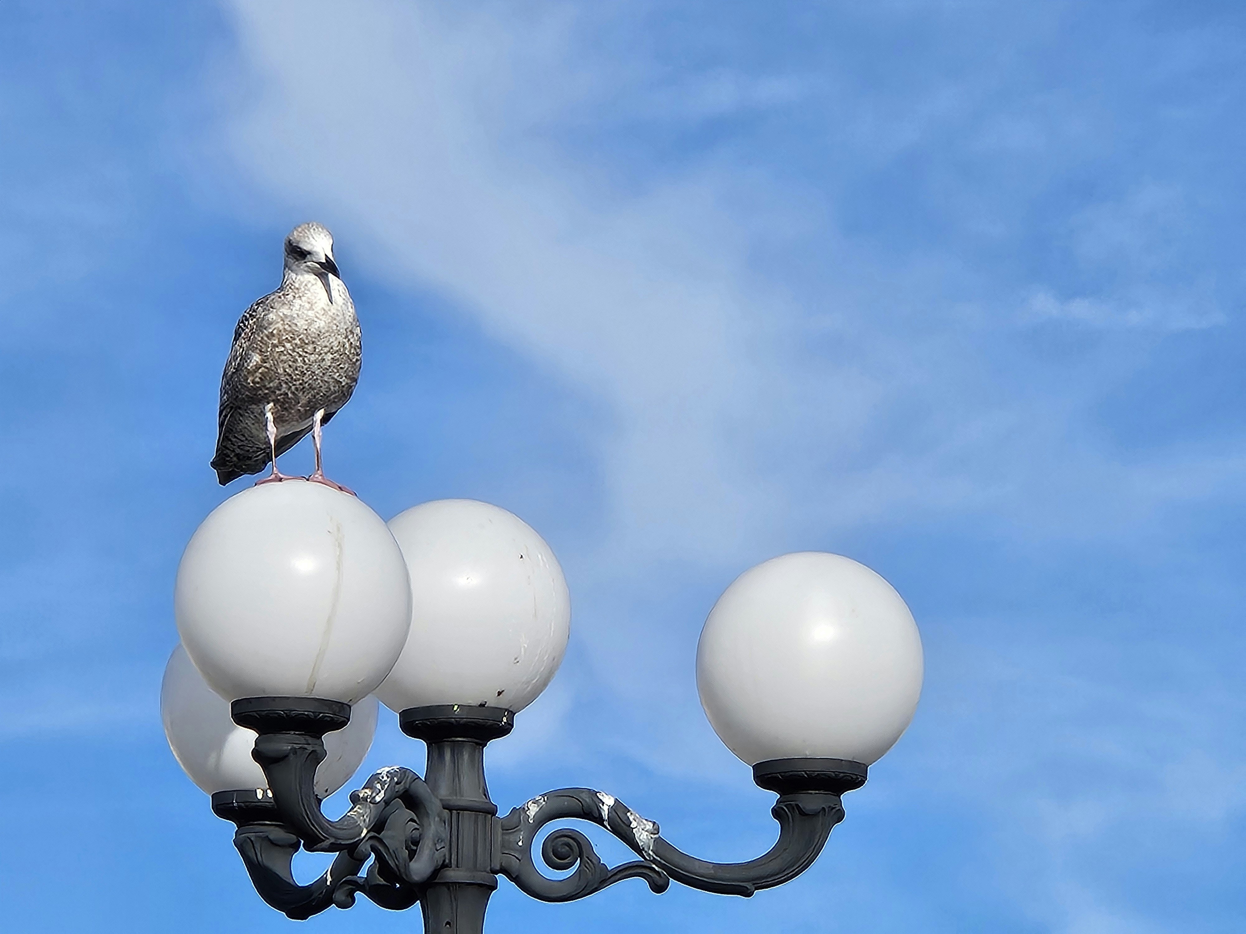 A seagull perched on a street lamp