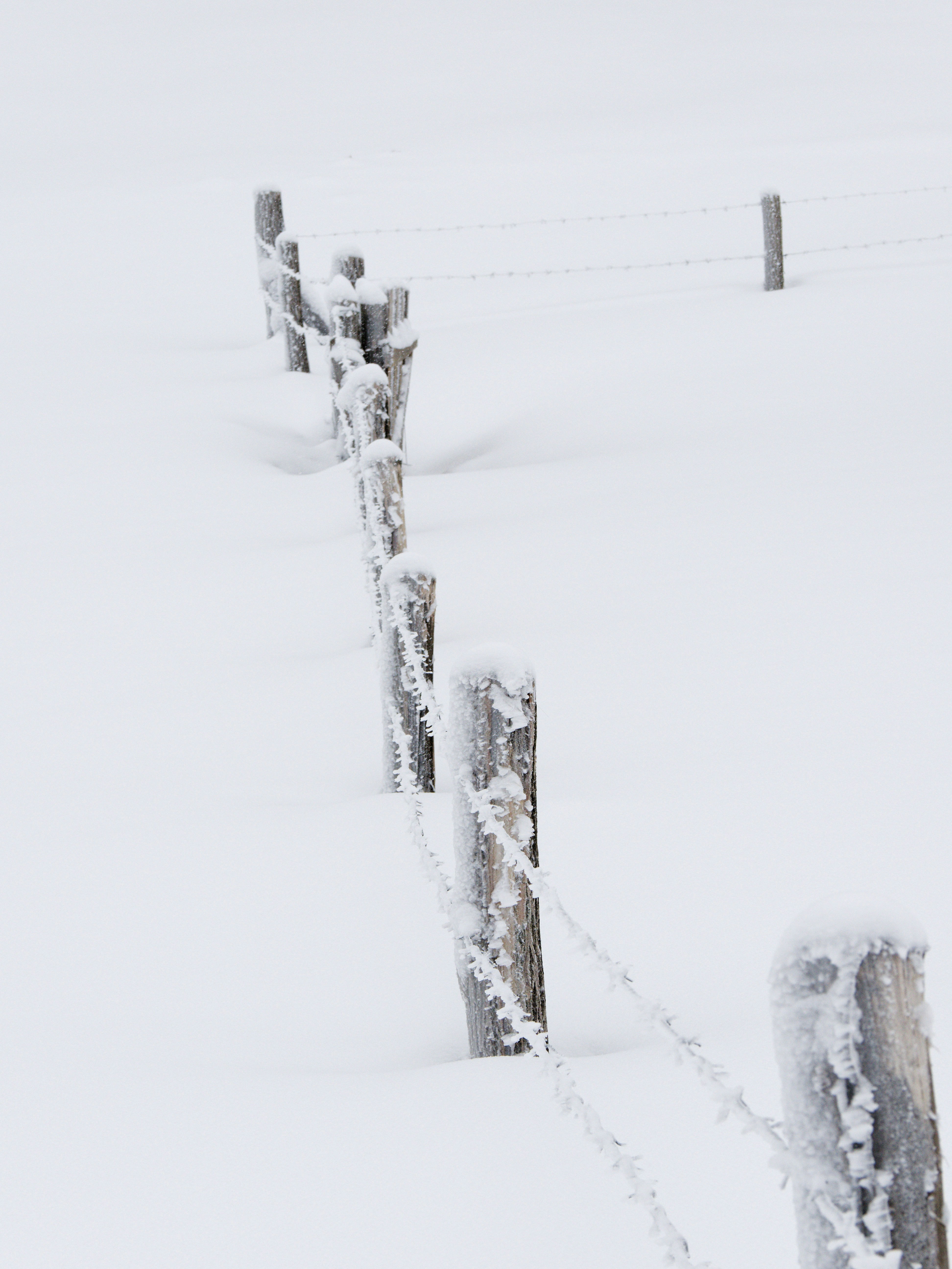 Wooden fence posts covered in frost in the snow